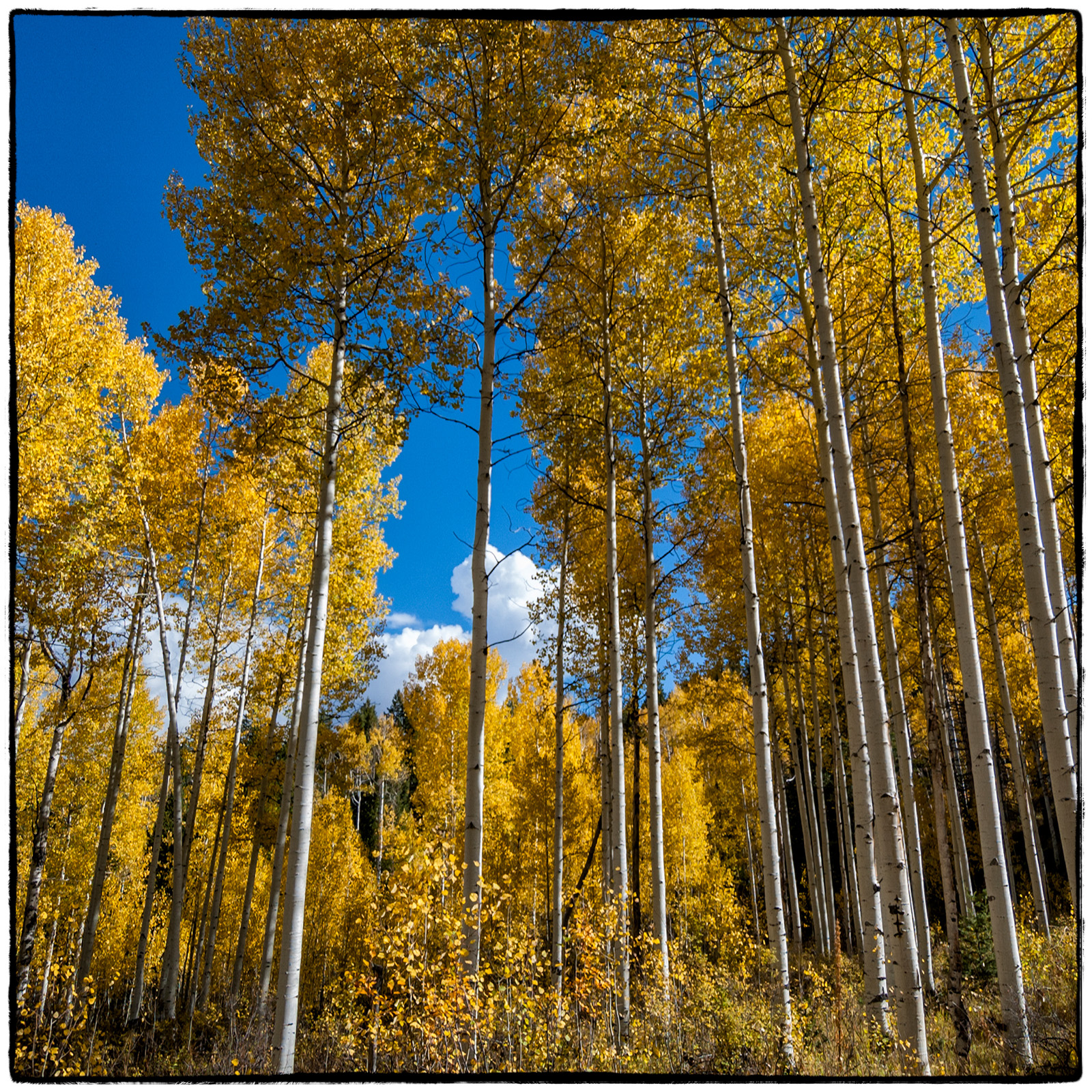 Alpine Canyon, Utah