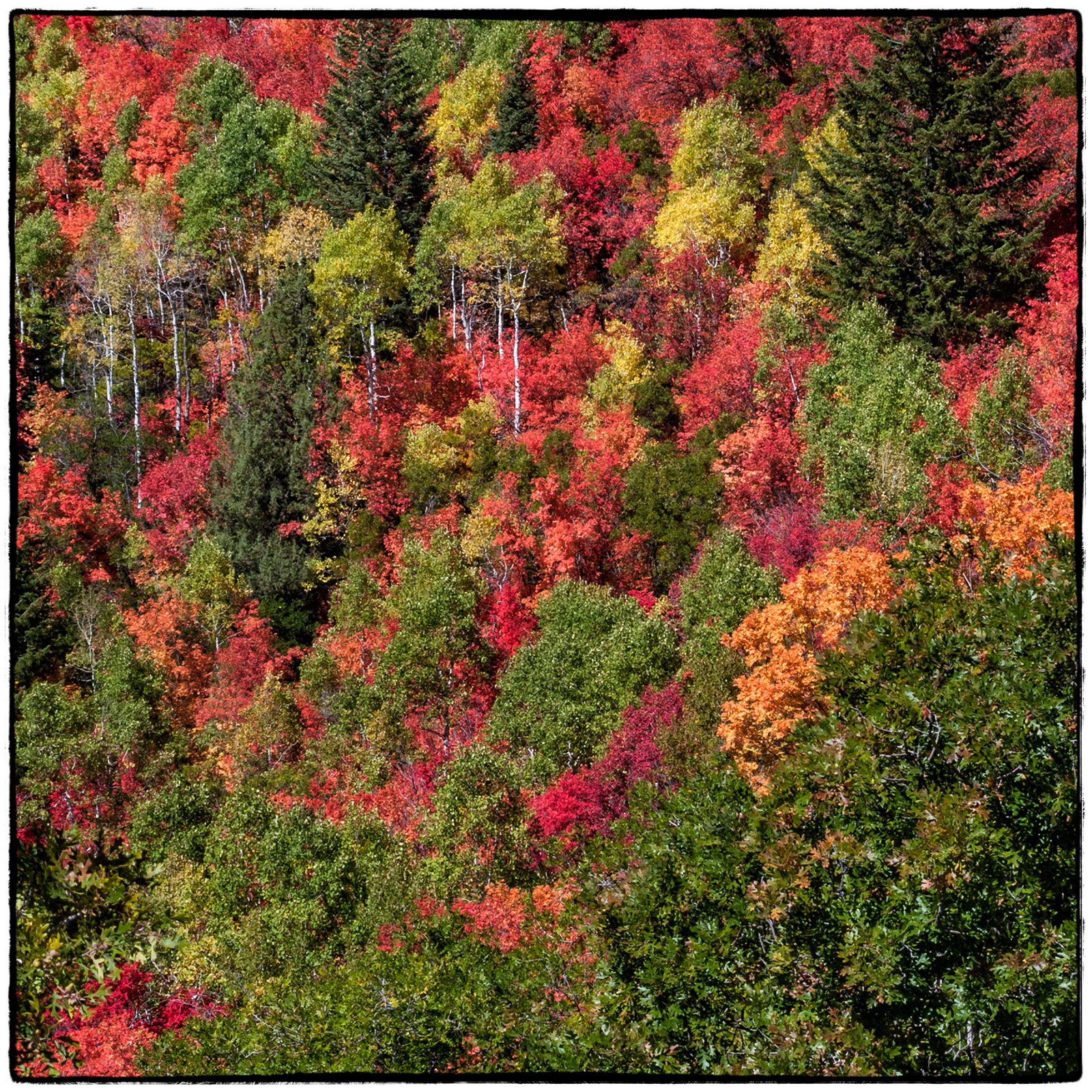 Alpine Canyon, Utah