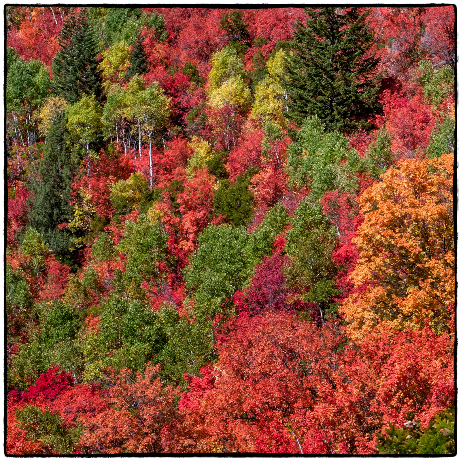 Alpine Canyon, Utah