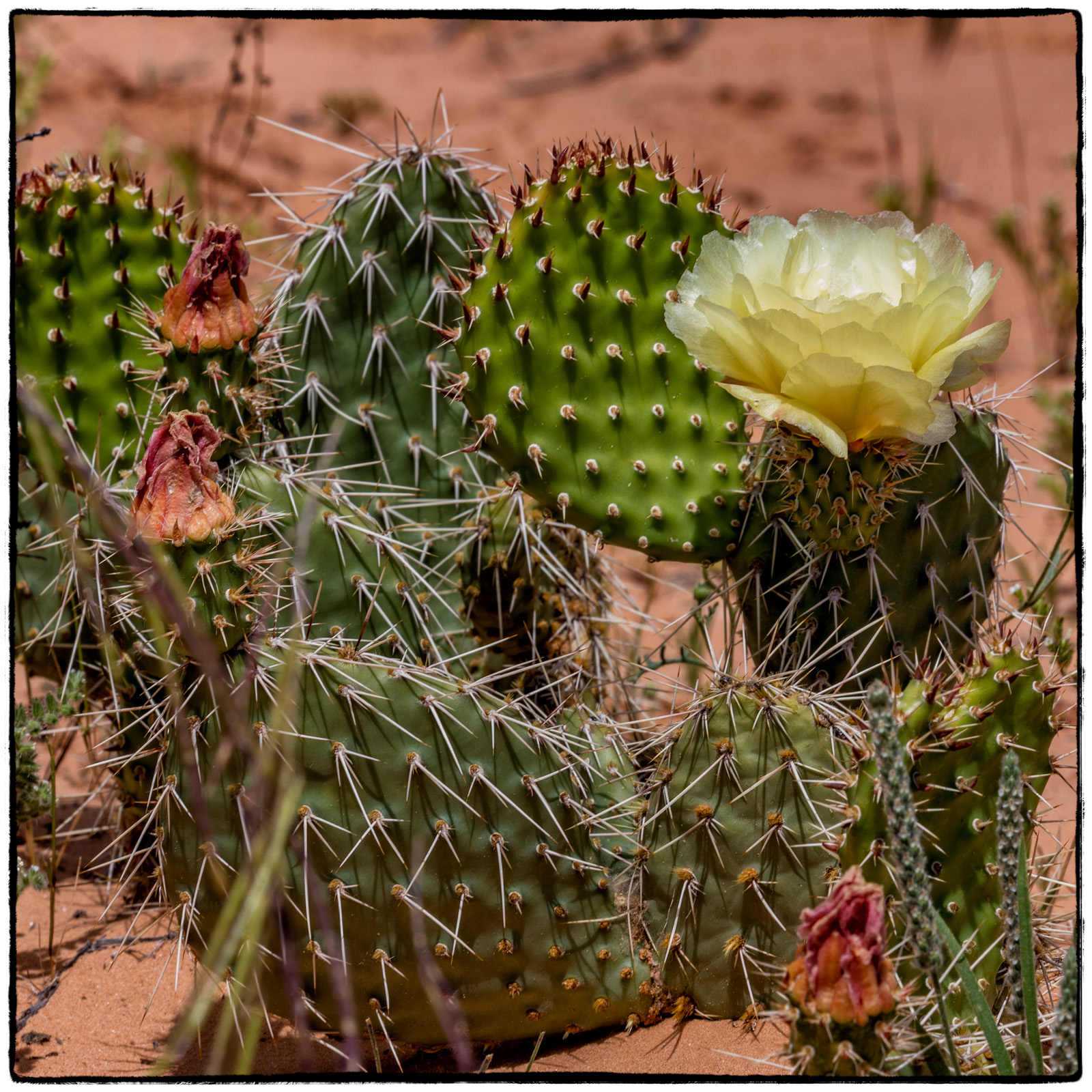 2019 Arches National Park, Utah