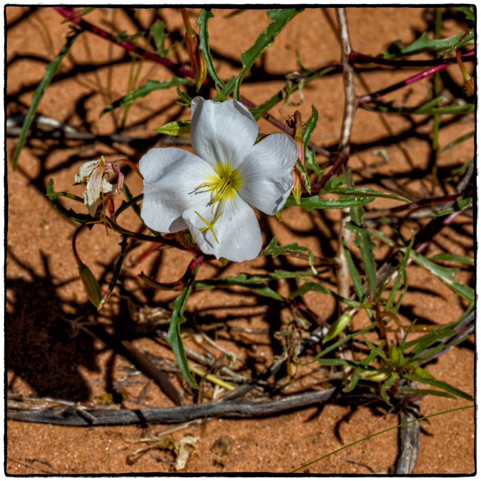 2019 Arches National Park, Utah