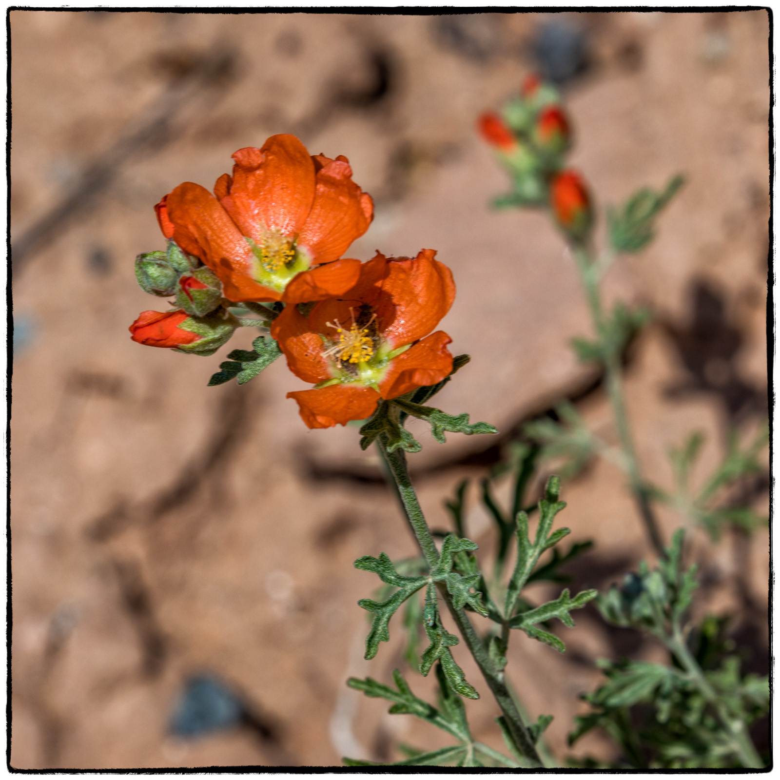 2019 Colorado Monument National Park, Colorado