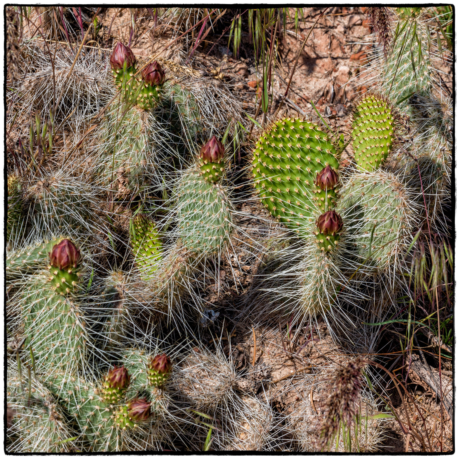 2019 Colorado Monument National Park, Colorado