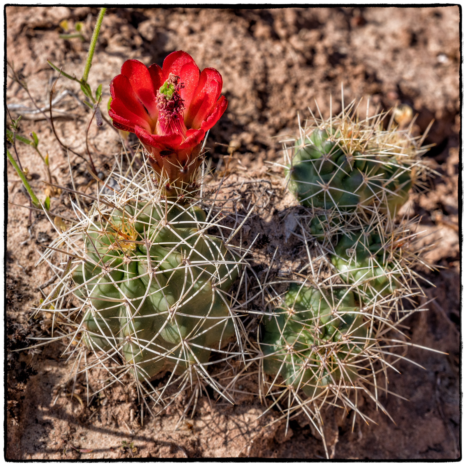2019 Colorado Monument National Park, Colorado