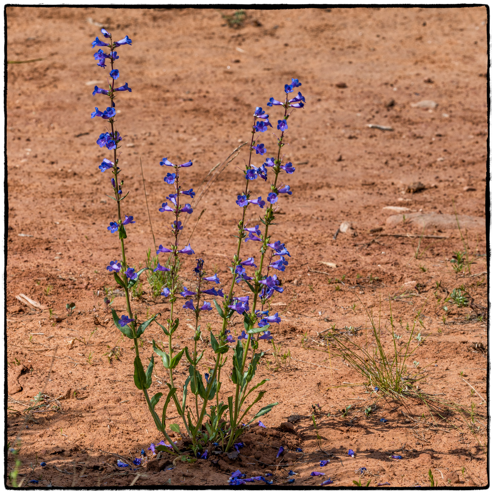 2019 Colorado Monument National Park, Colorado
