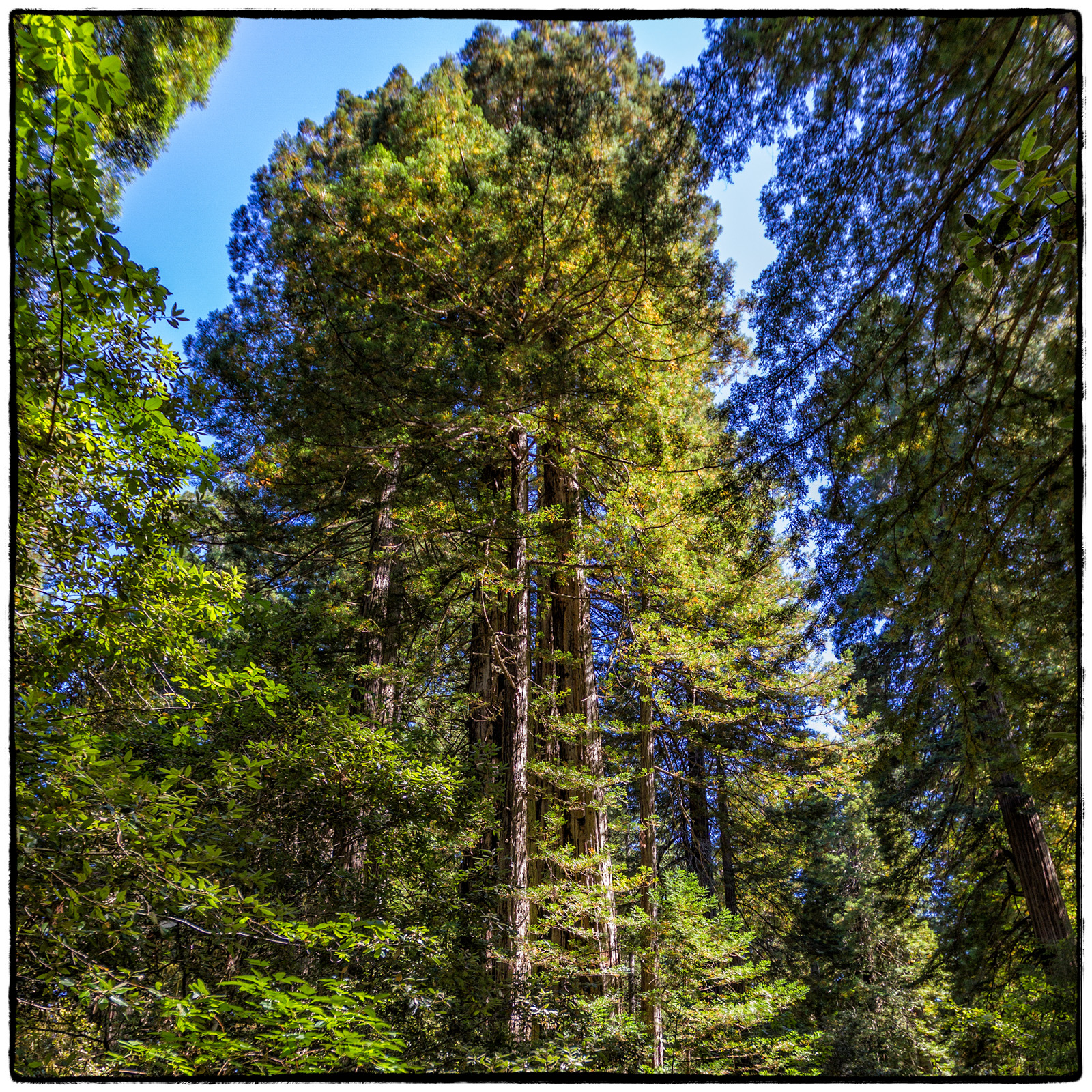 Prairie Creek Redwoods State Park, Oregon