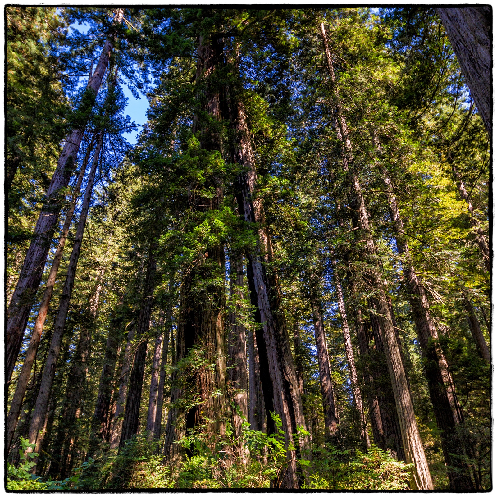 Prairie Creek Redwoods State Park, Oregon