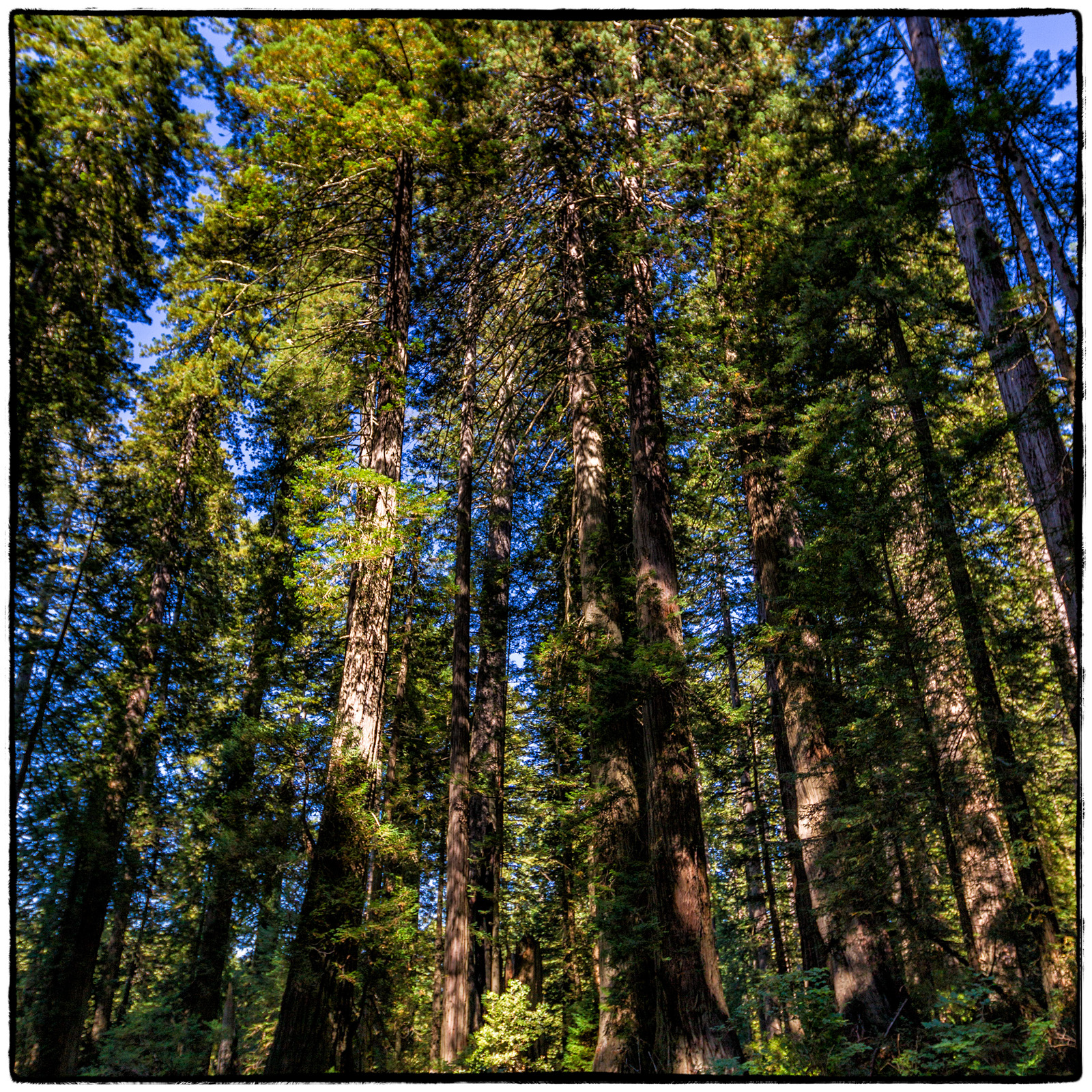 Prairie Creek Redwoods State Park, Oregon