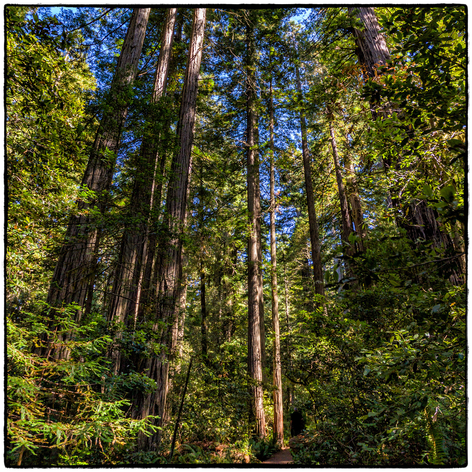 Prairie Creek Redwoods State Park, Oregon