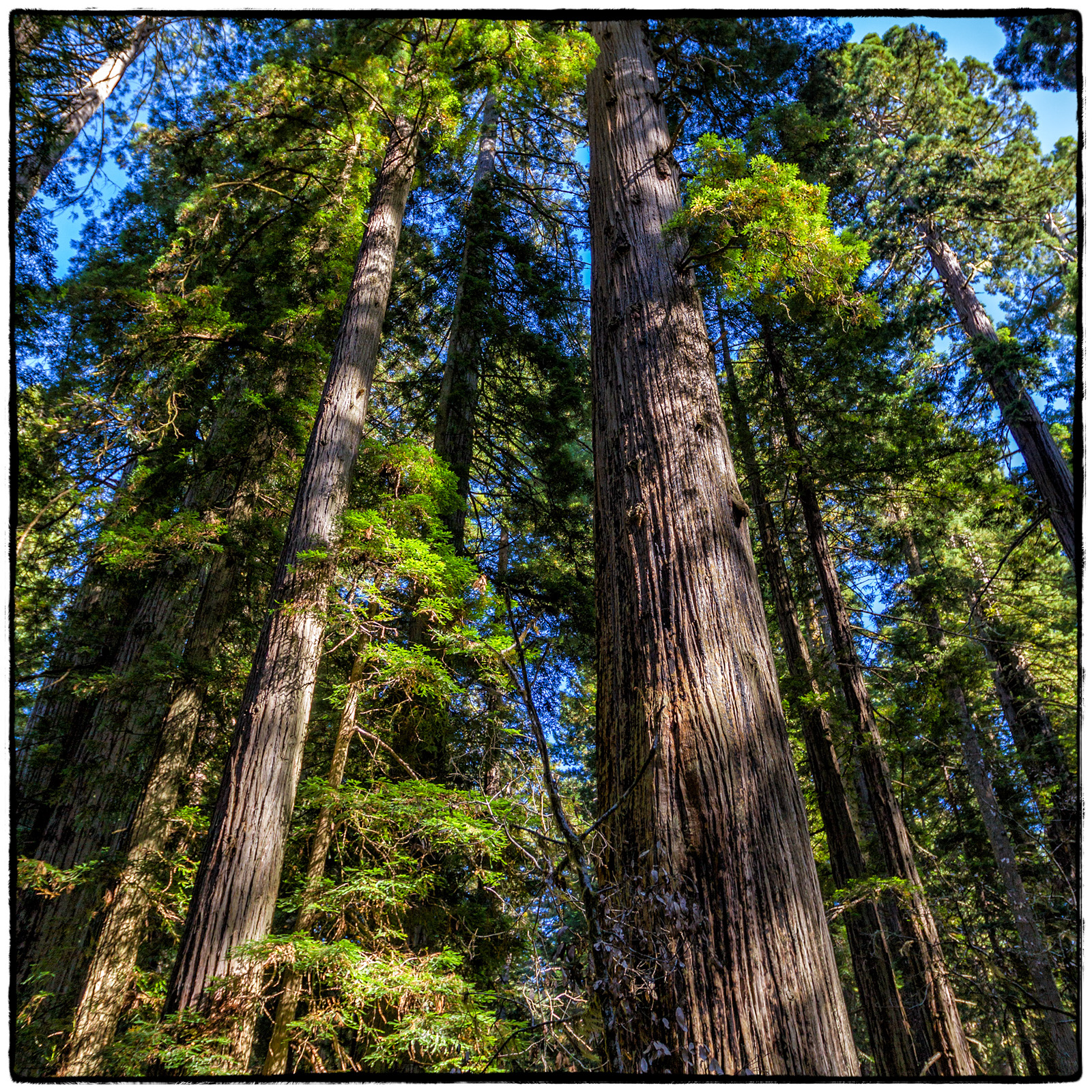 Prairie Creek Redwoods State Park, Oregon