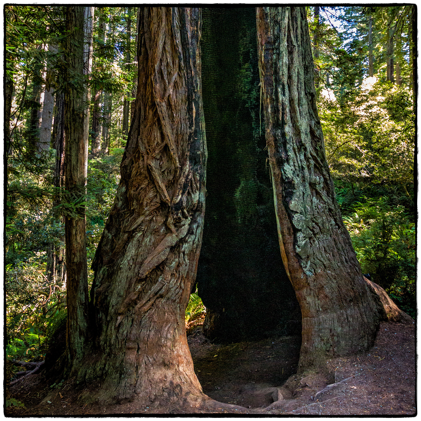 Prairie Creek Redwoods State Park, Oregon