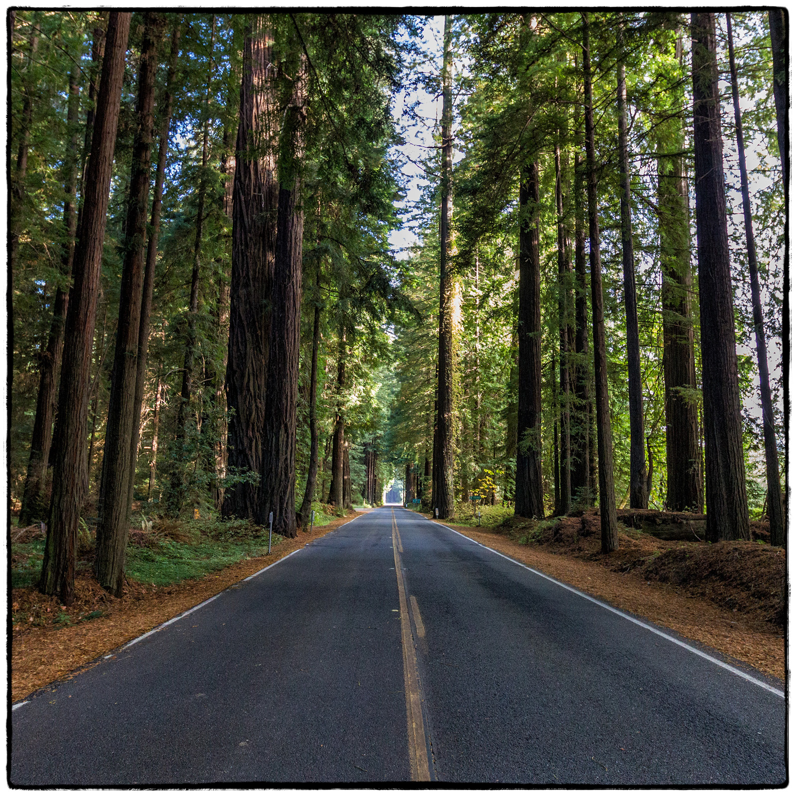 Redwood National Park, California