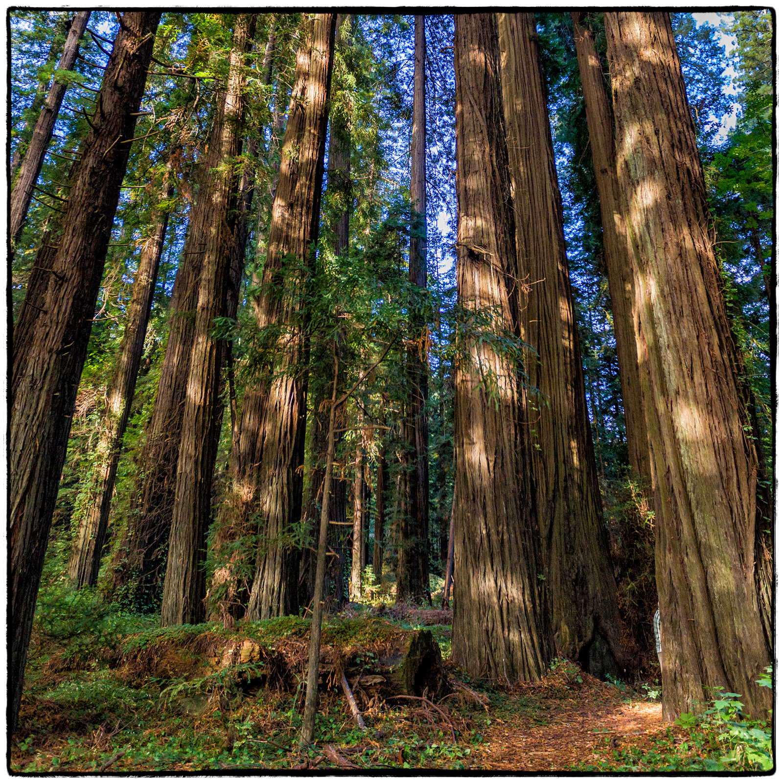Redwood National Park, California