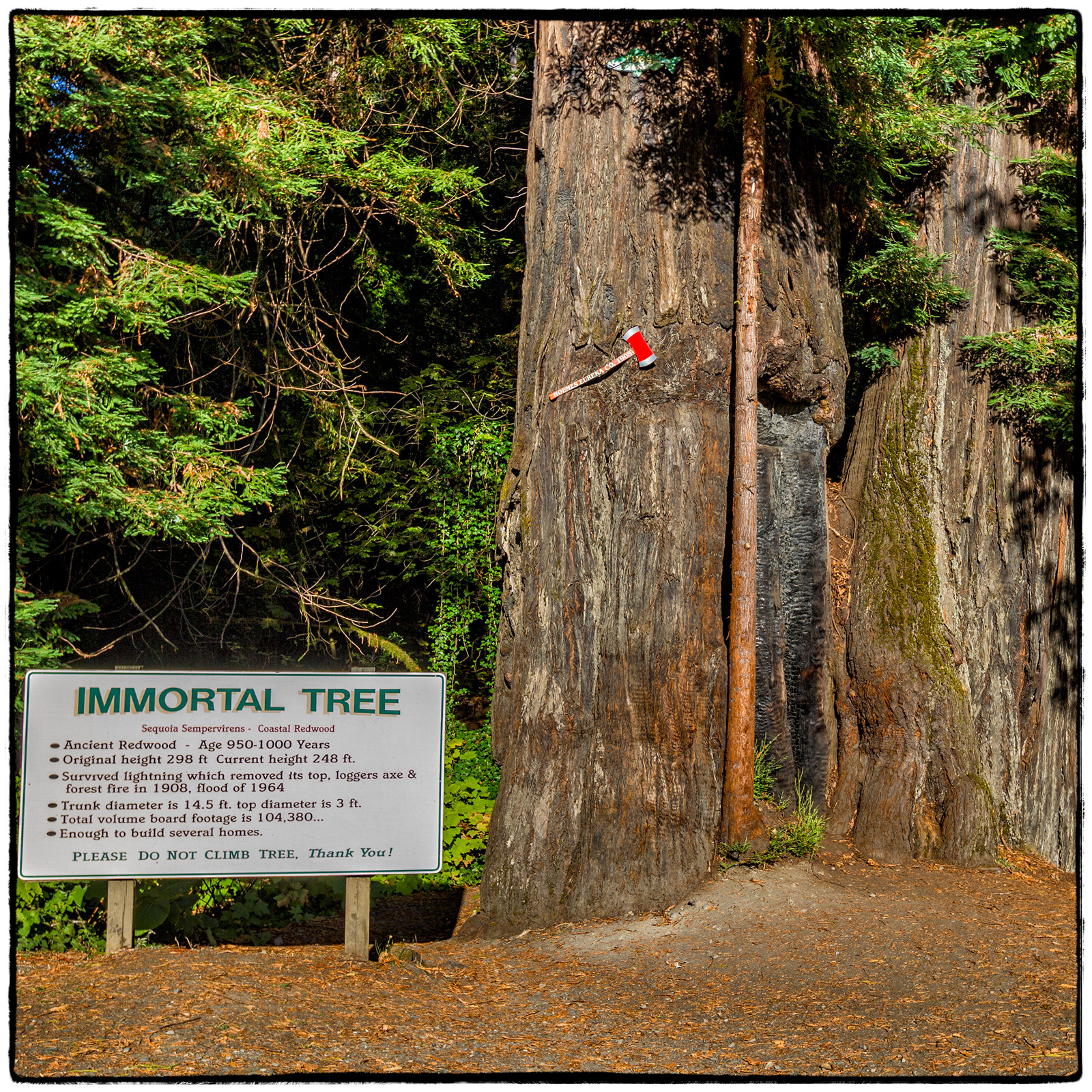 Redwood National Park, California
