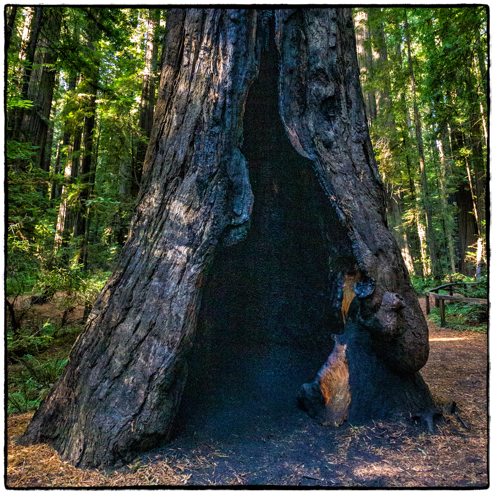 Redwood National Park, California