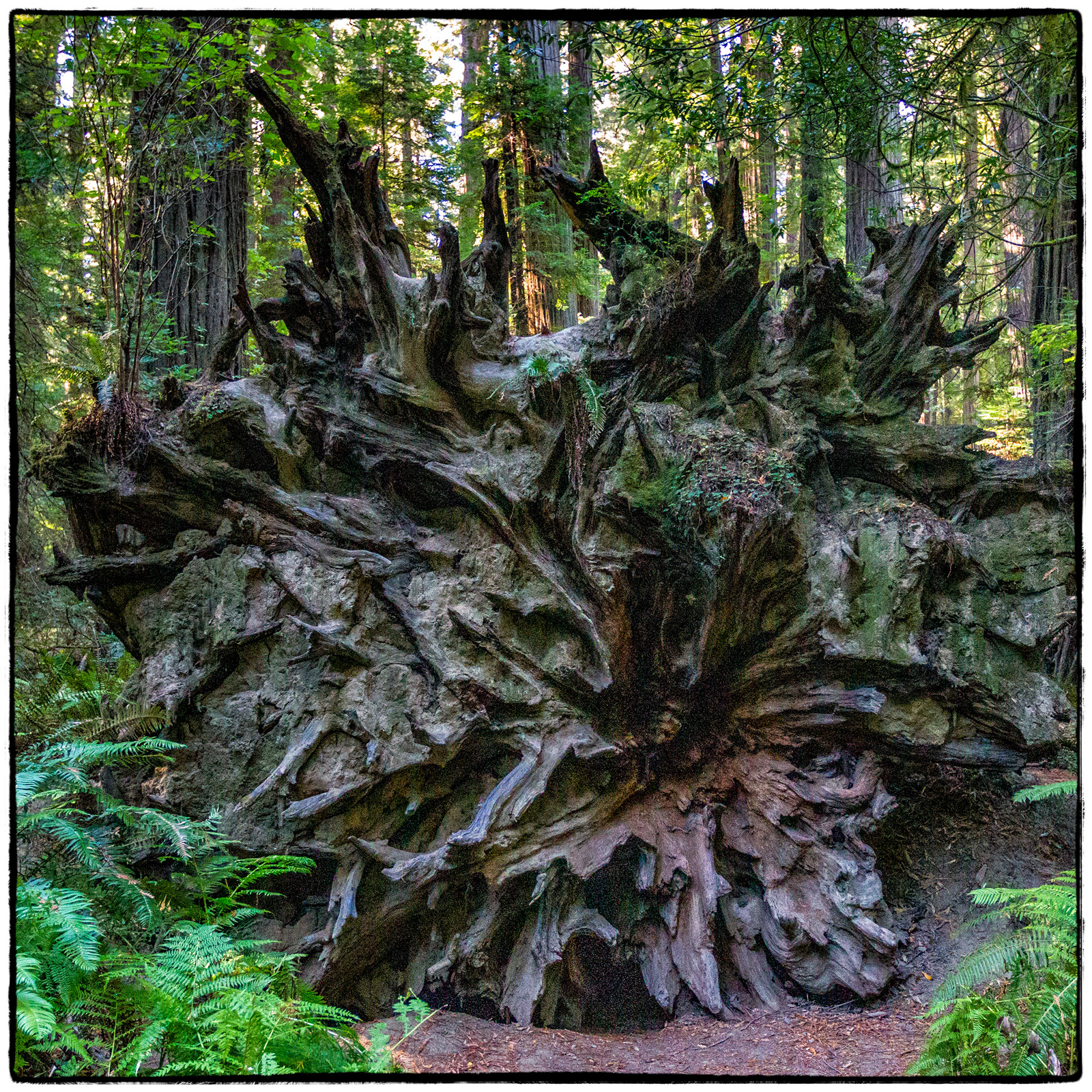 Redwood National Park, California