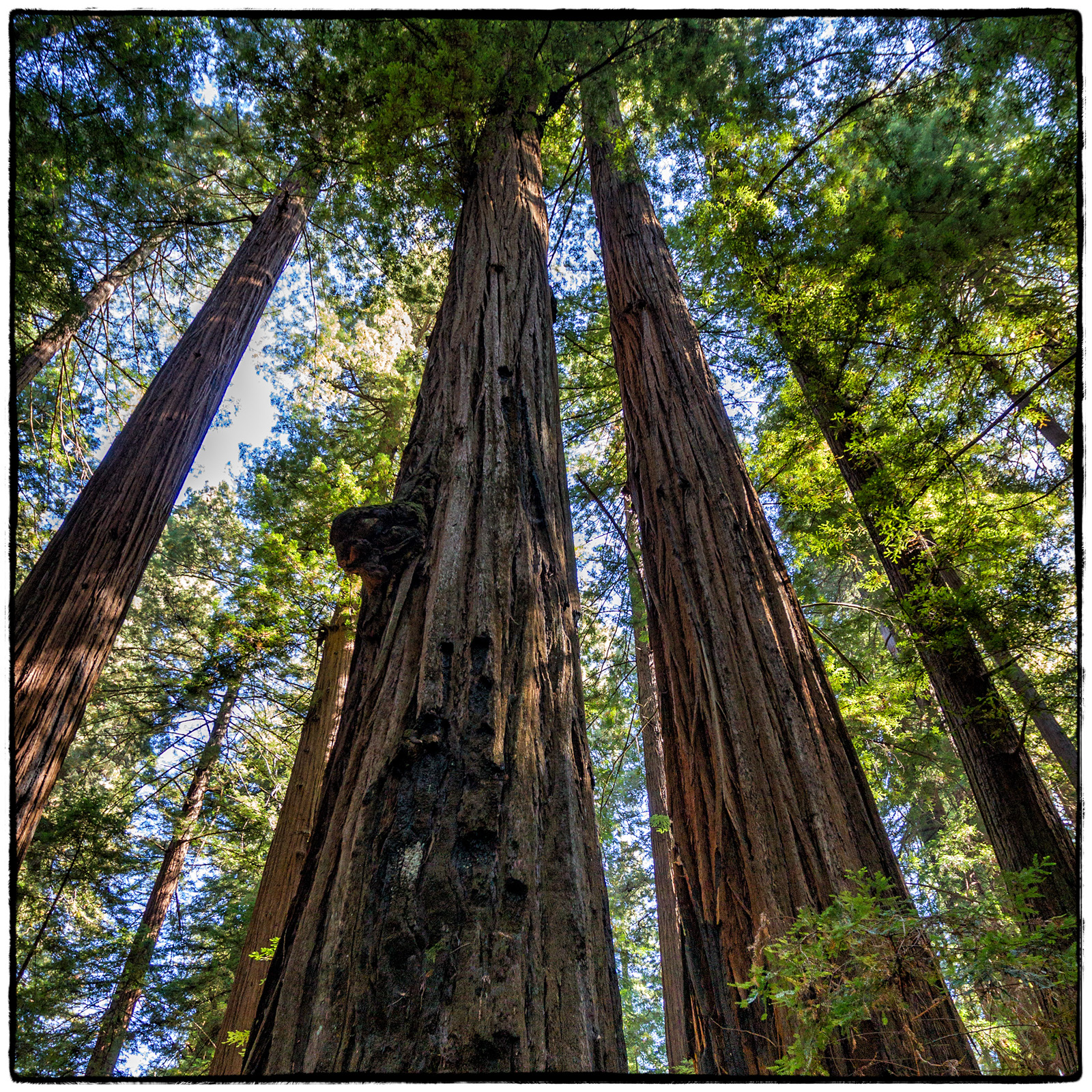 Redwood National Park, California