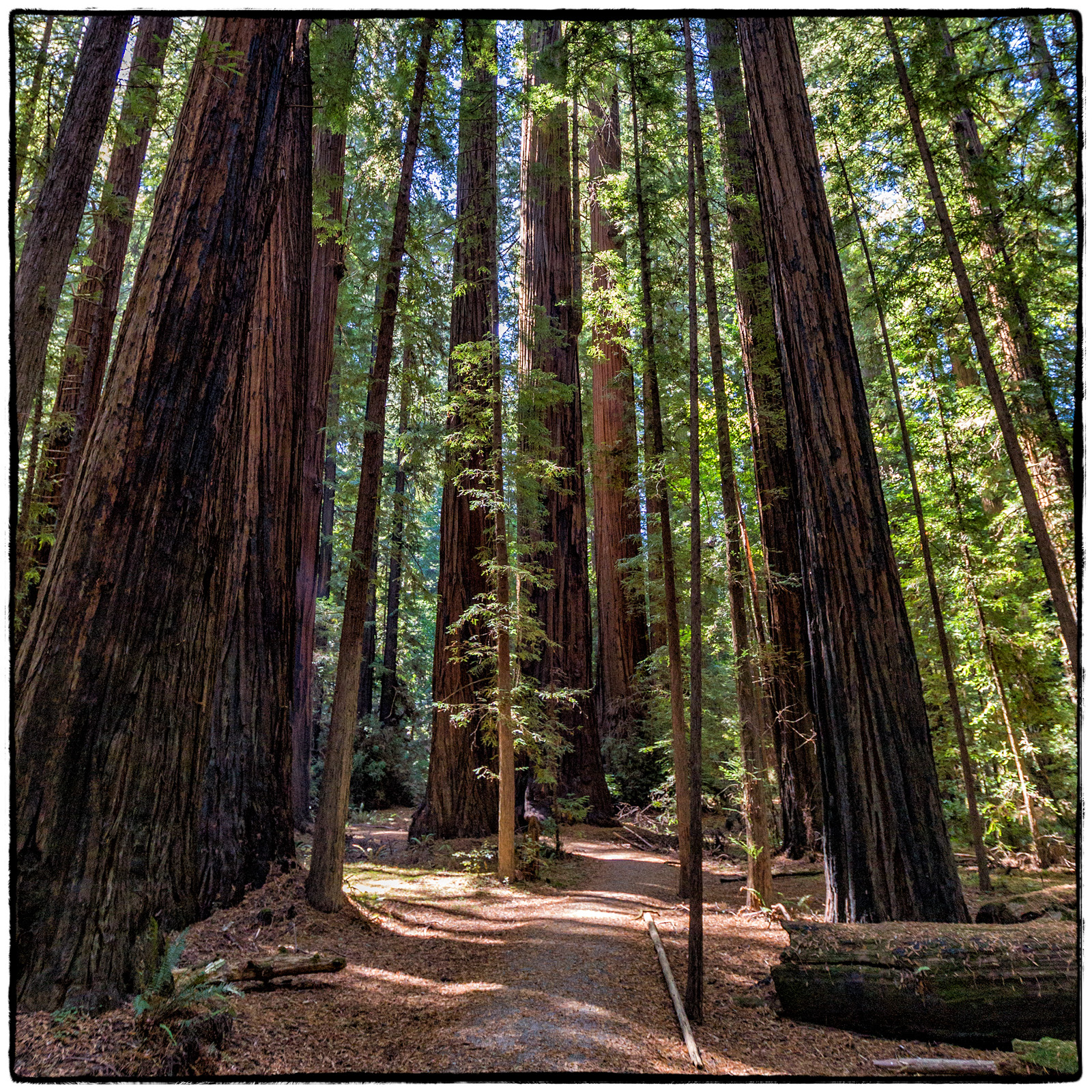 Redwood National Park, California