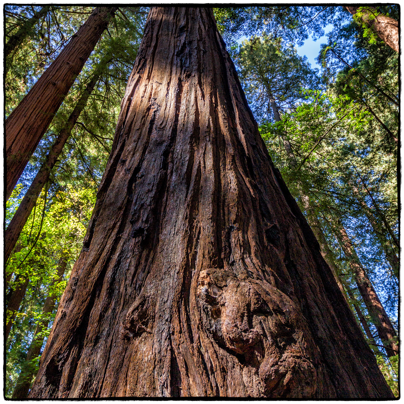 Redwood National Park, California