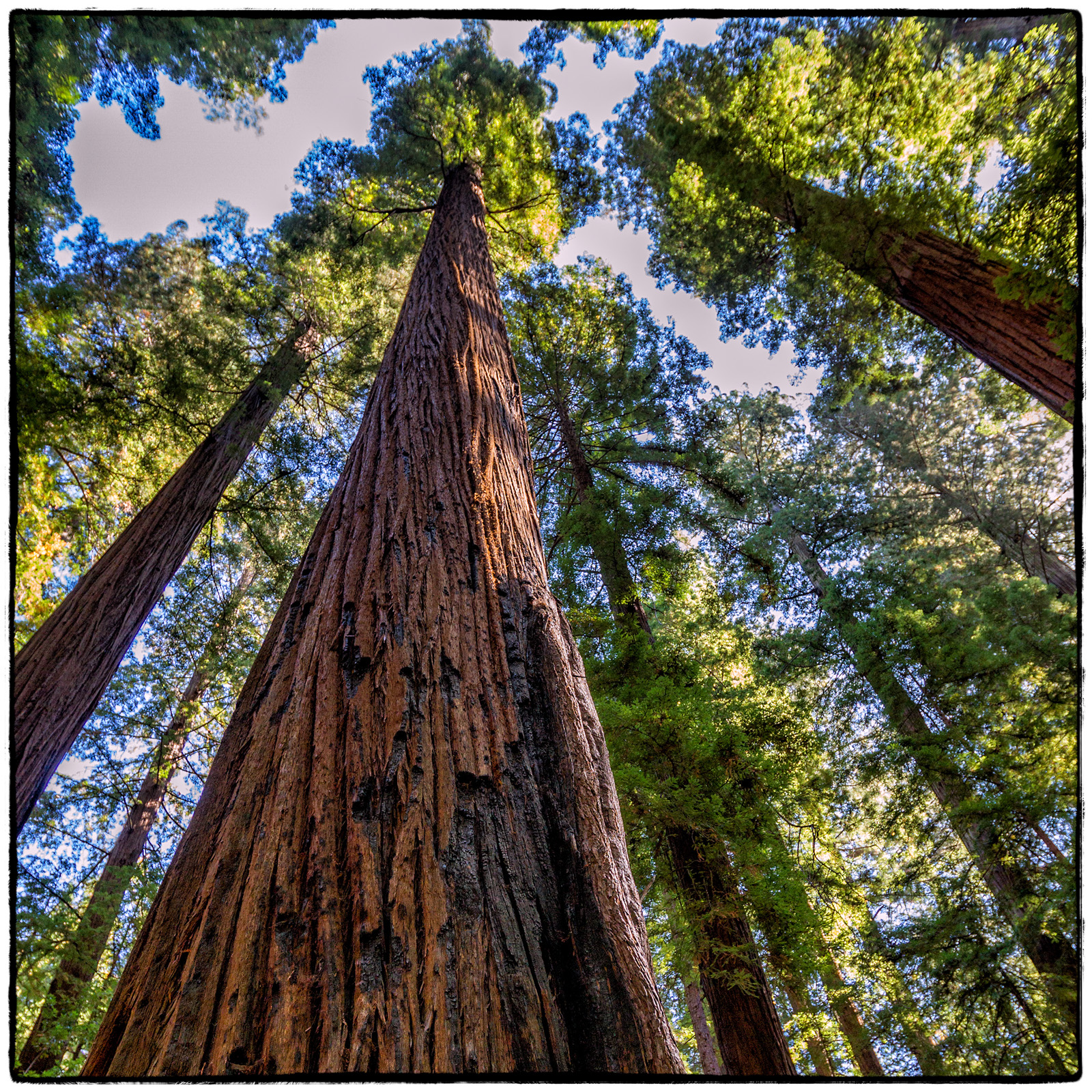 Redwood National Park, California