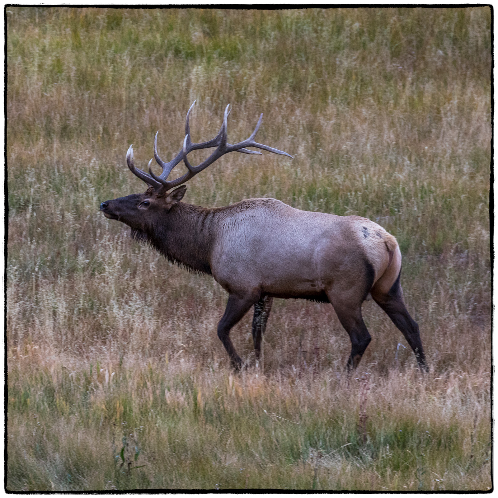 Yellowstone National Park, Wyoming