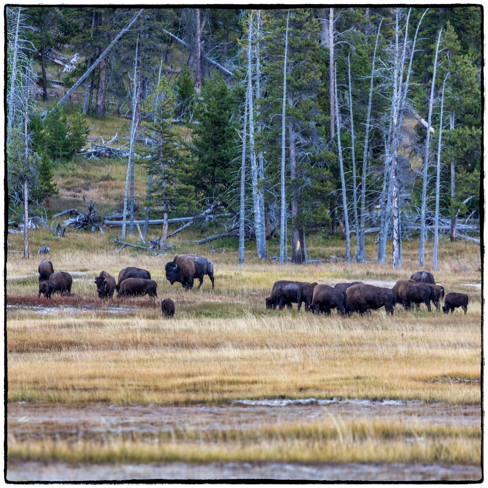 Yellowstone National Park, Wyoming
