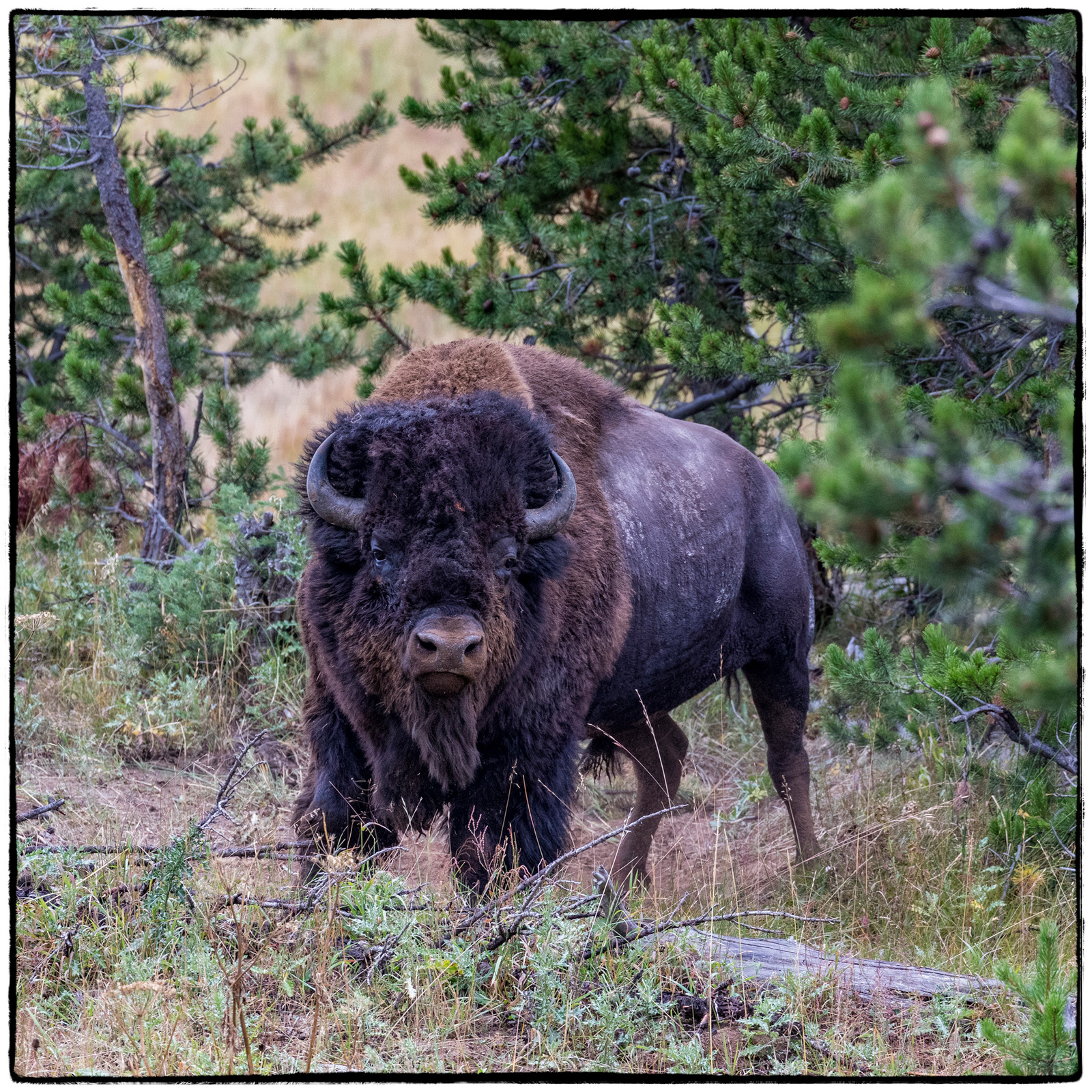 Yellowstone National Park, Wyoming
