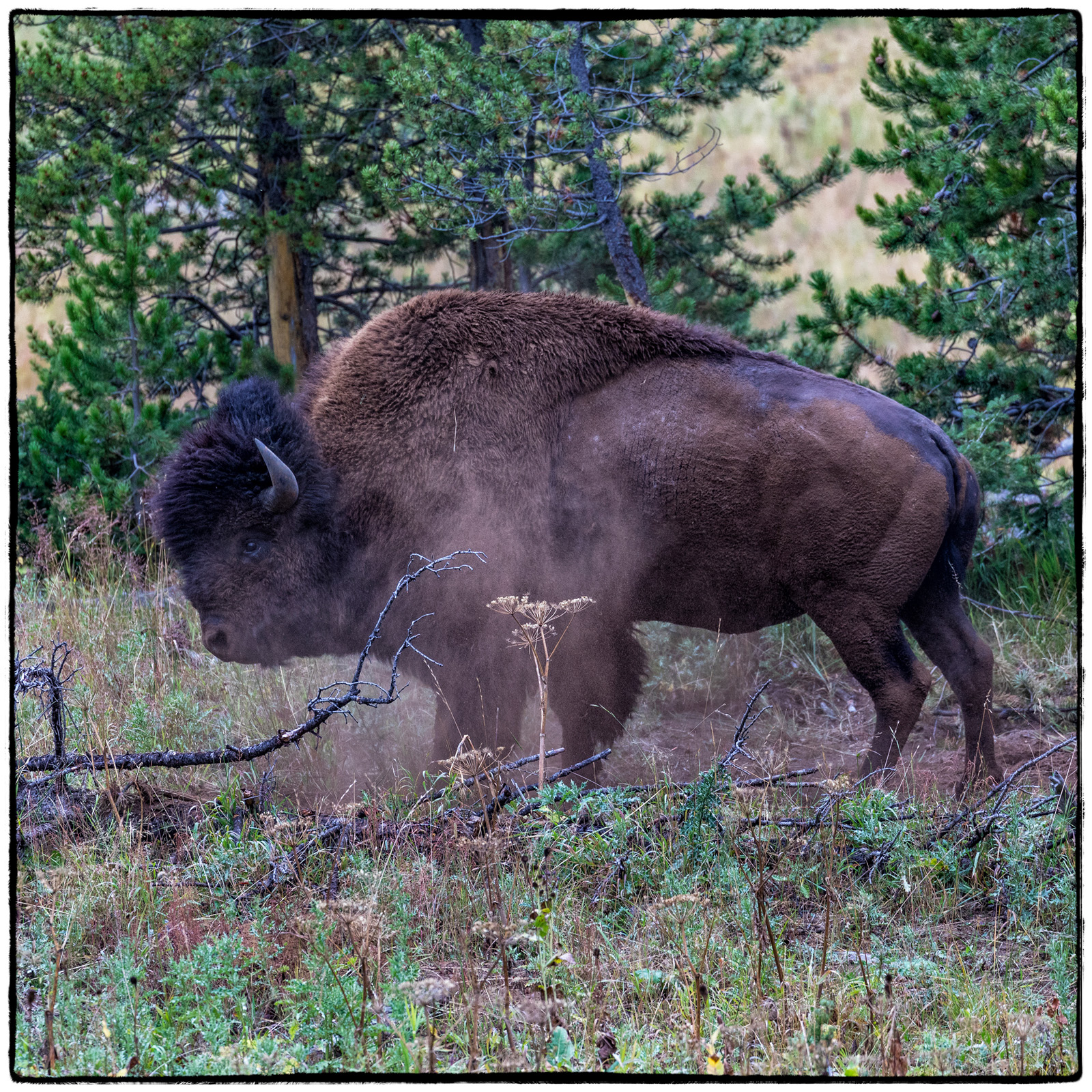 Yellowstone National Park, Wyoming