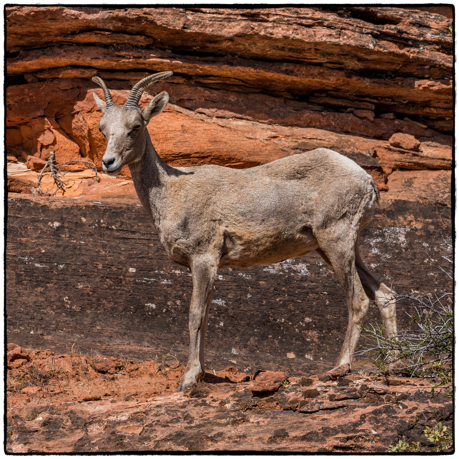 2019 Zion National Park, Utah