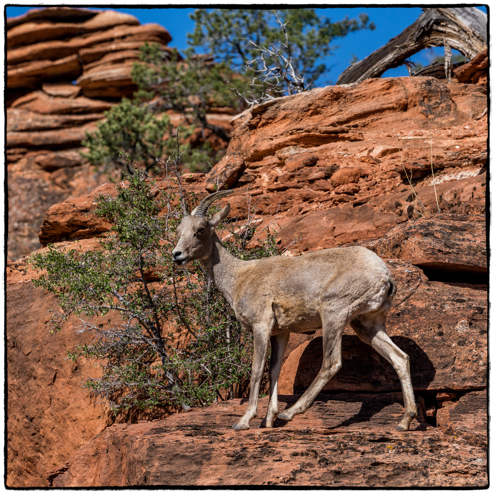 2019 Zion National Park, Utah