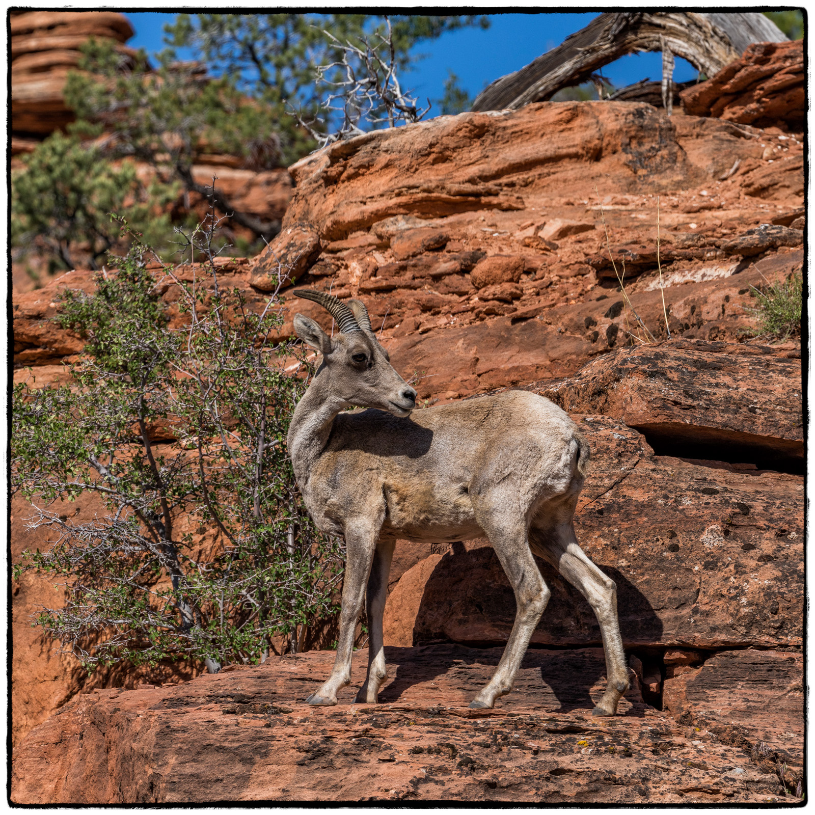 2019 Zion National Park, Utah