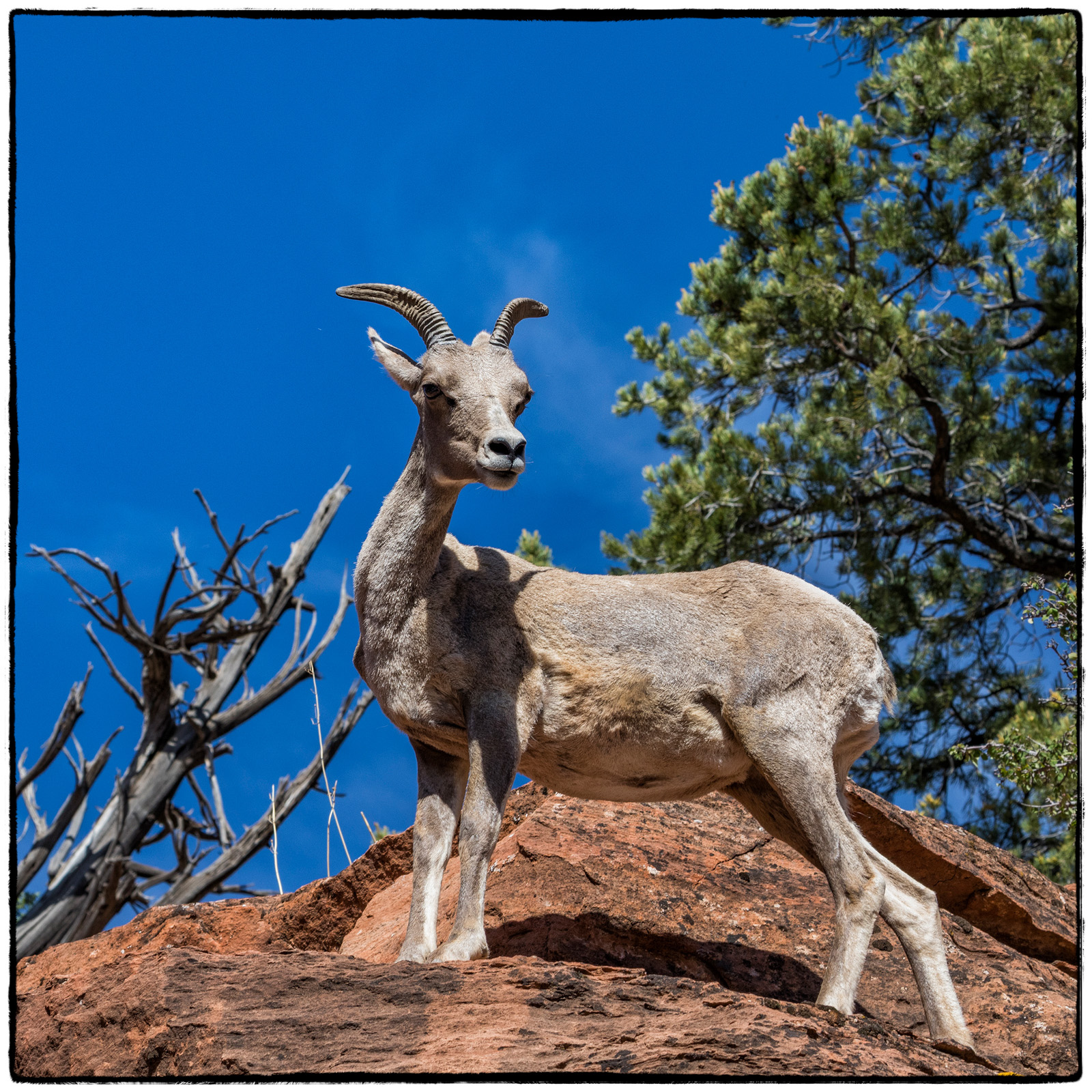 2019 Zion National Park, Utah