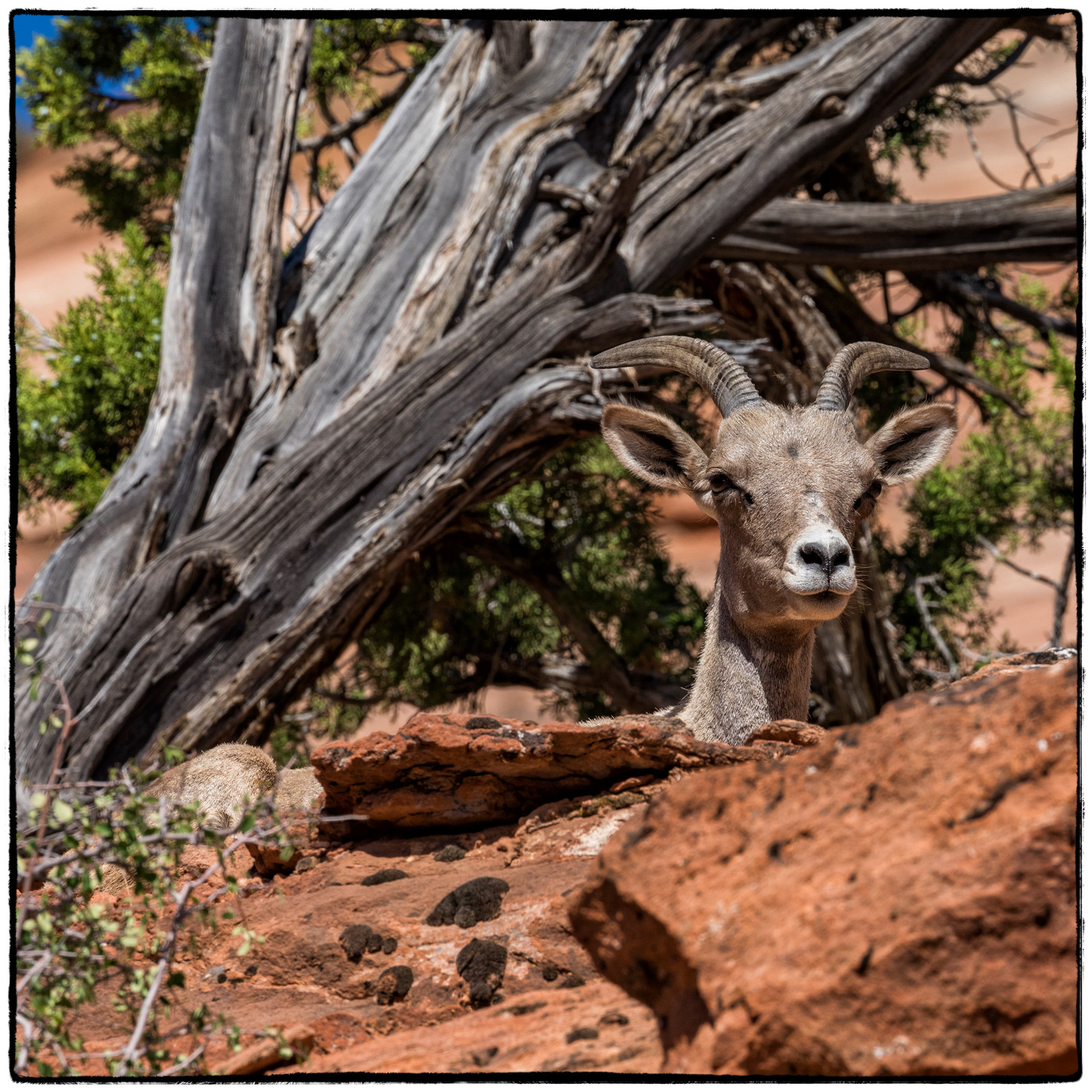 2019 Zion National Park, Utah