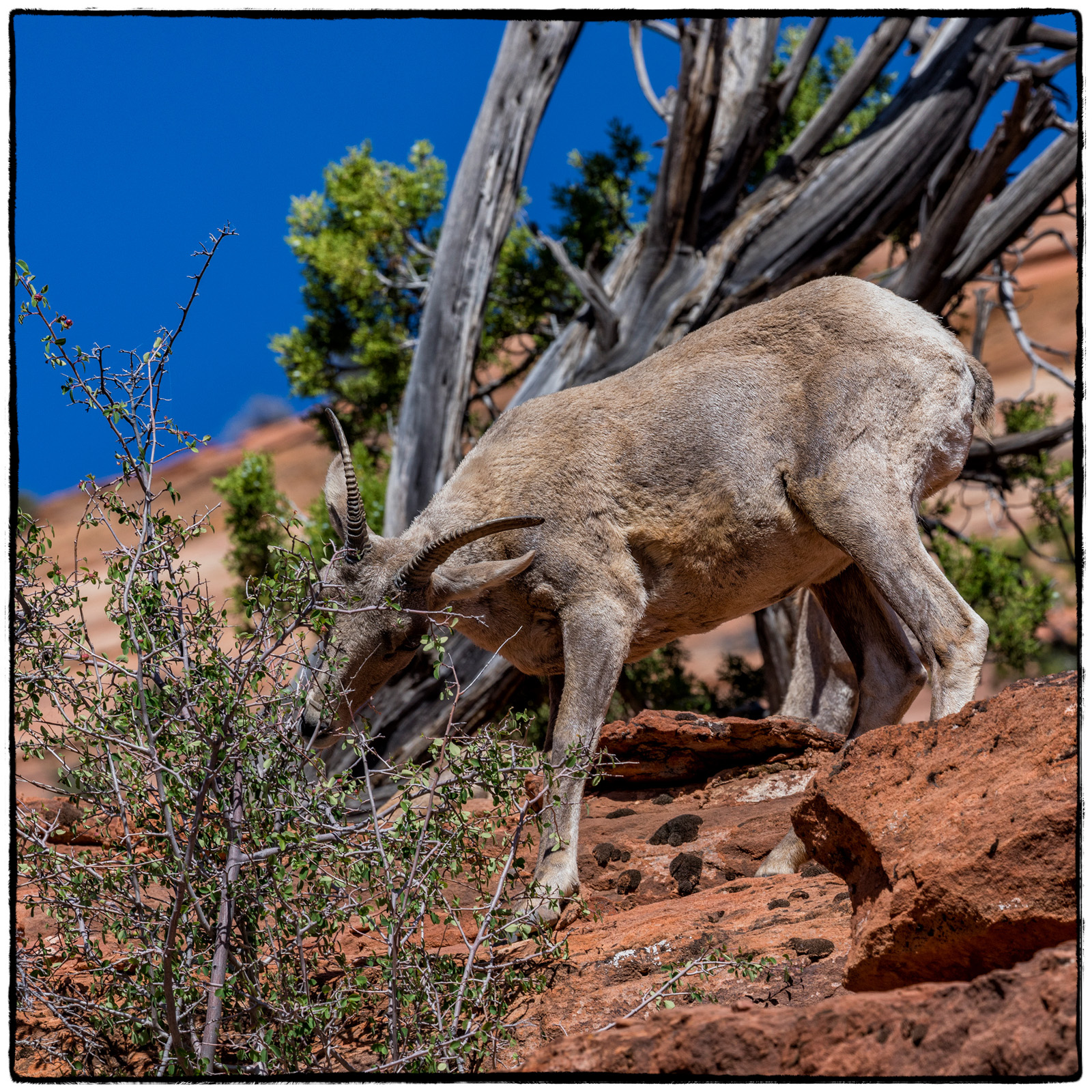 2019 Zion National Park, Utah