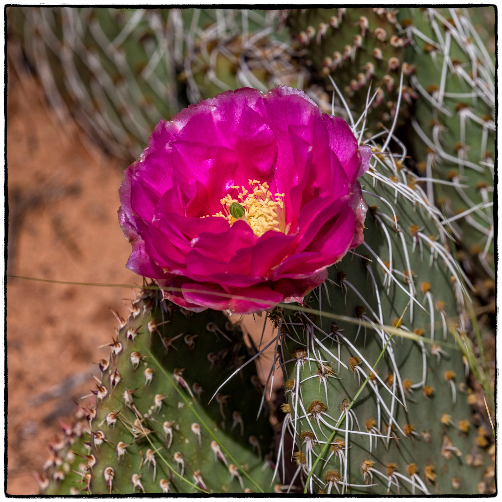 2019 Zion National Park, Utah