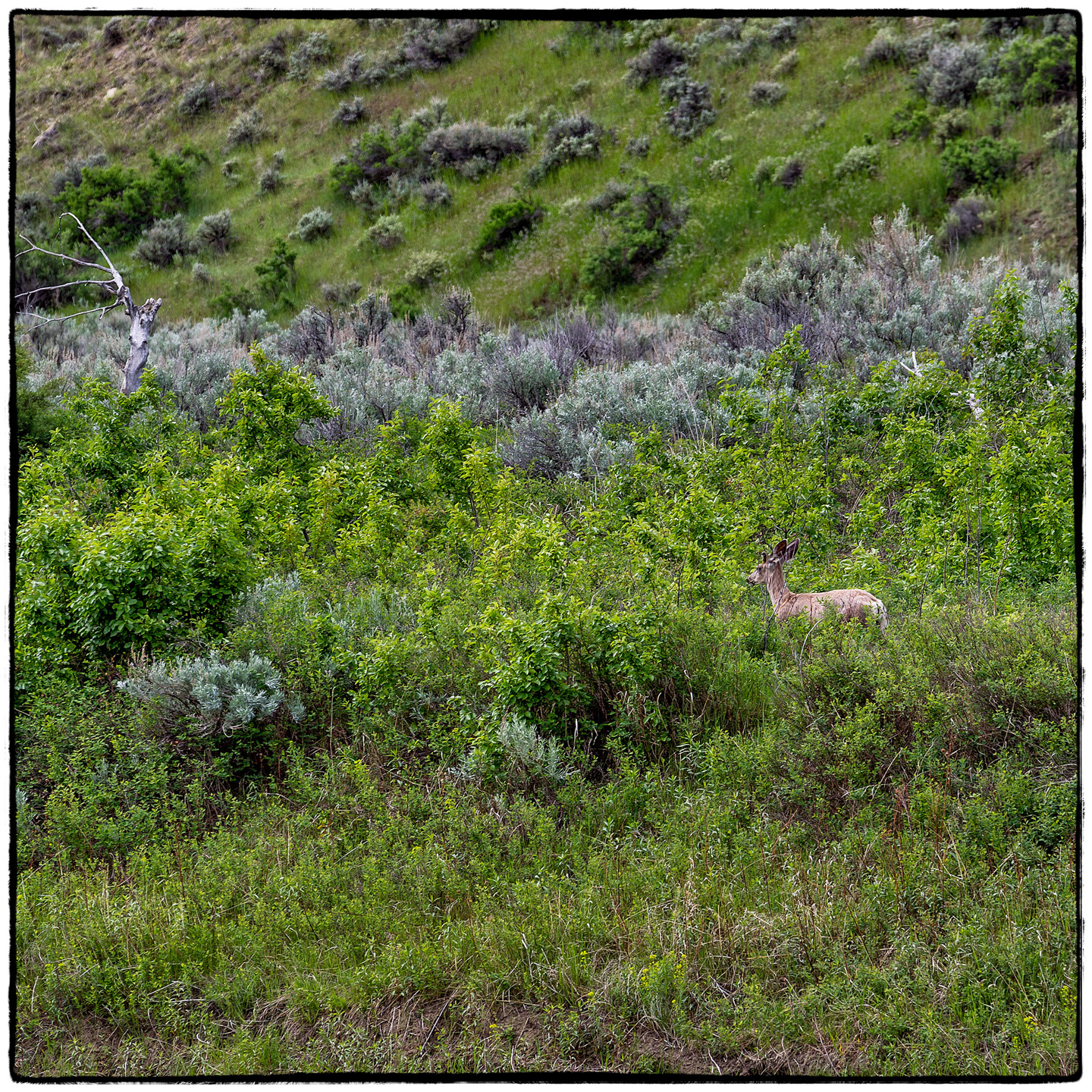 Upper Missouri River, Montana