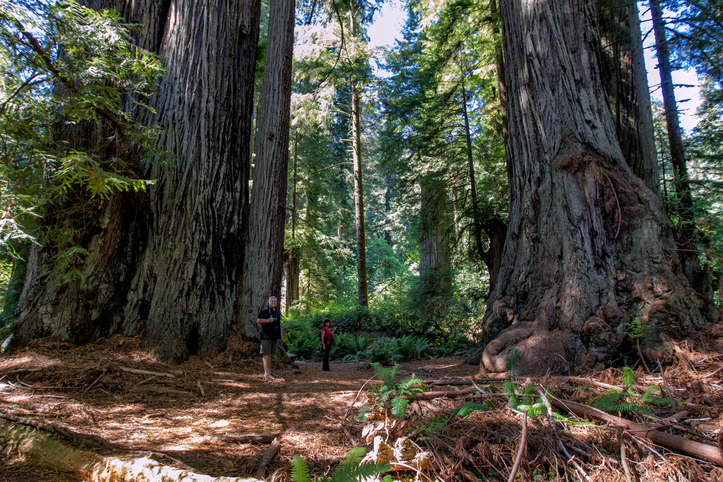 Prairie Creek Redwoods, Oregon