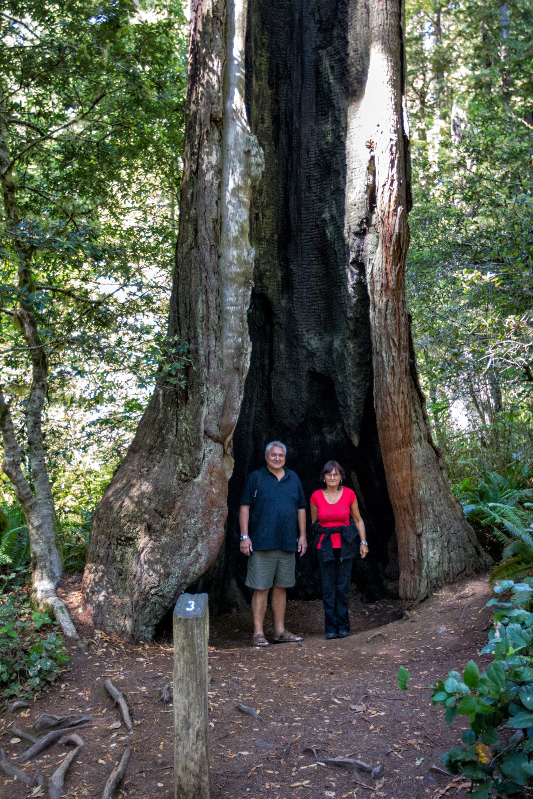 Prairie Creek Redwoods, Oregon
