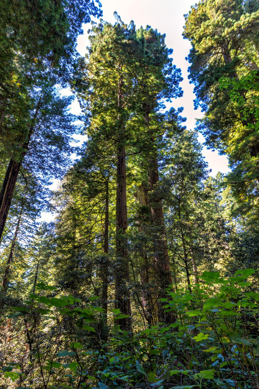 Prairie Creek Redwoods, Oregon