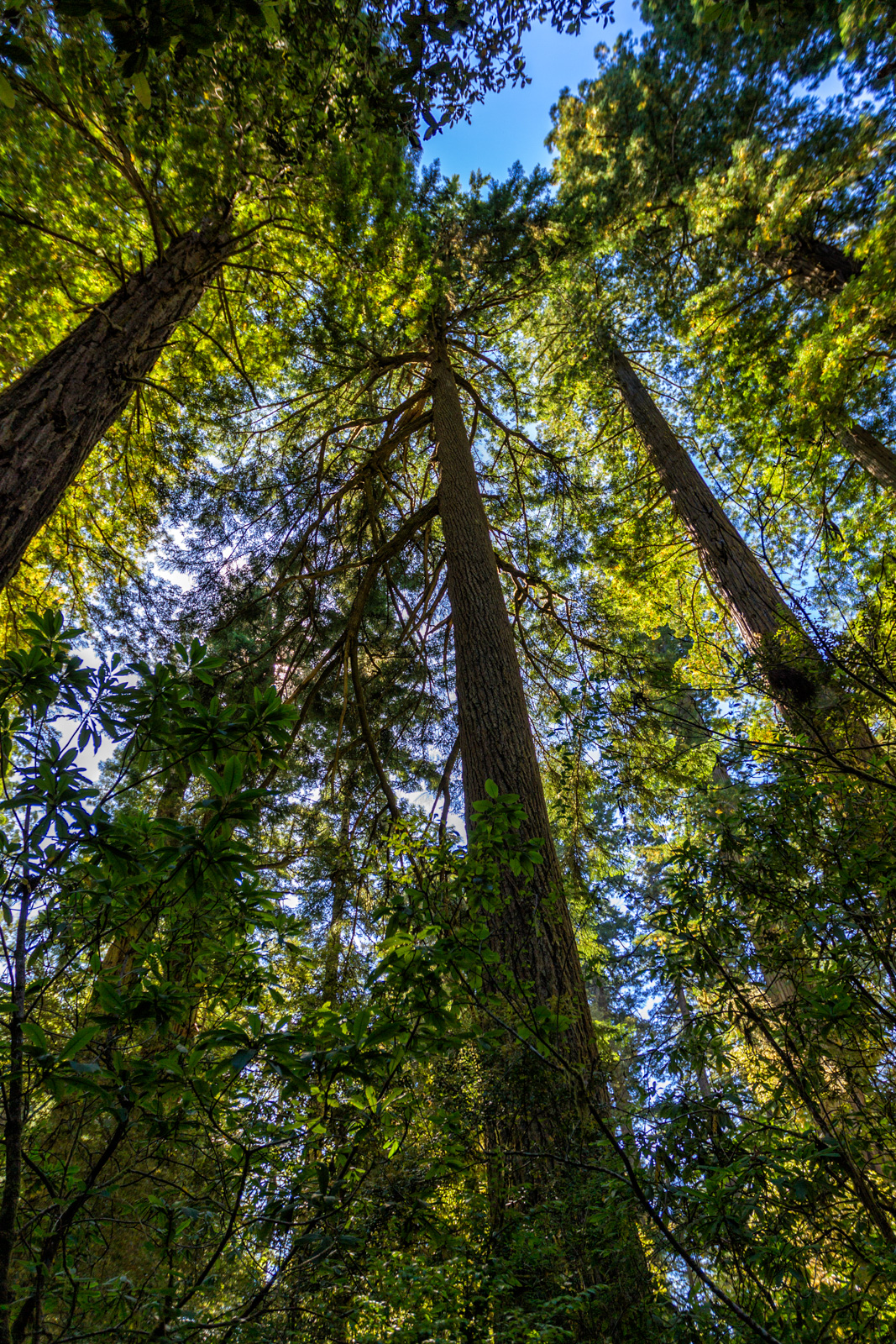 Prairie Creek Redwoods, Oregon