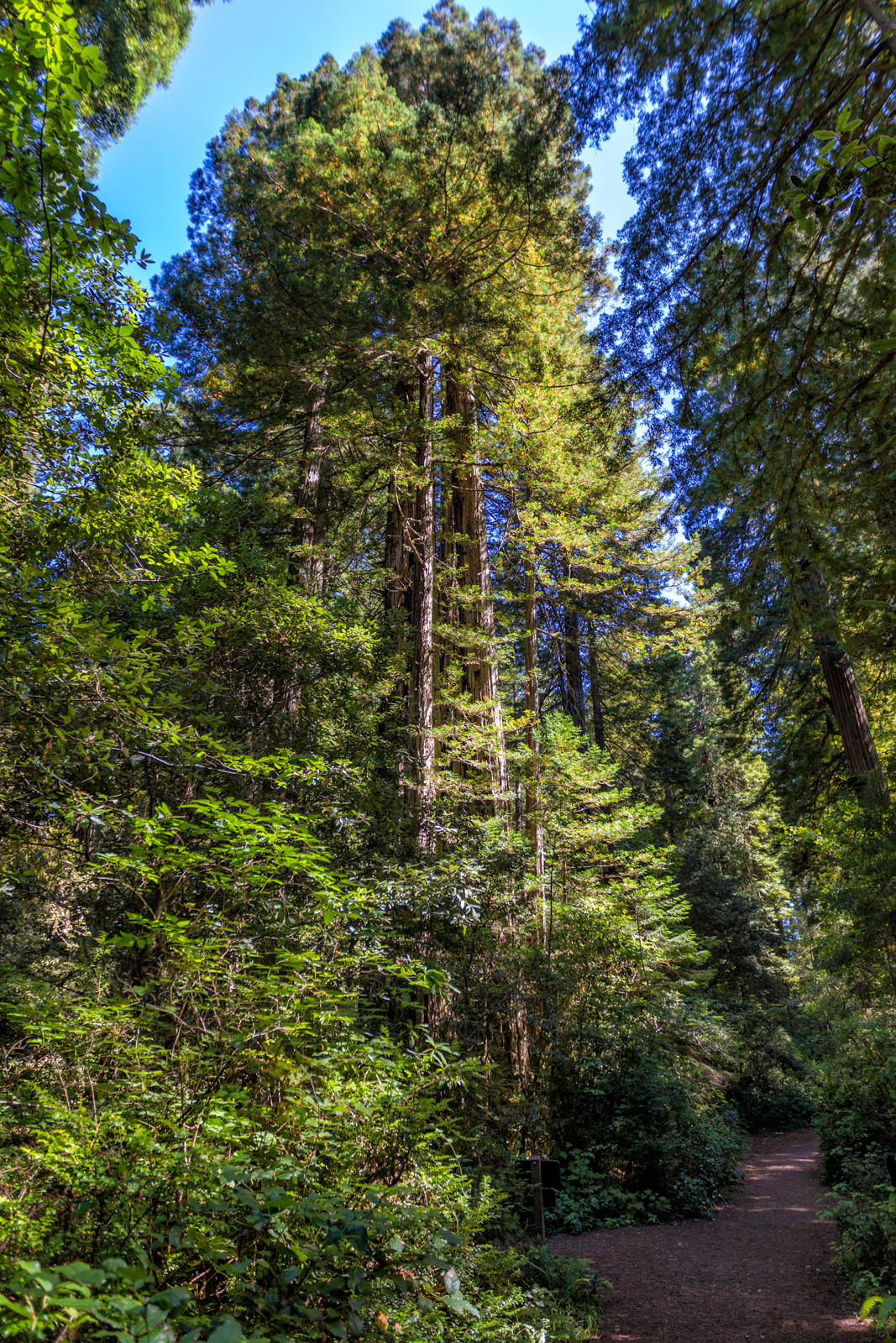 Prairie Creek Redwoods, Oregon
