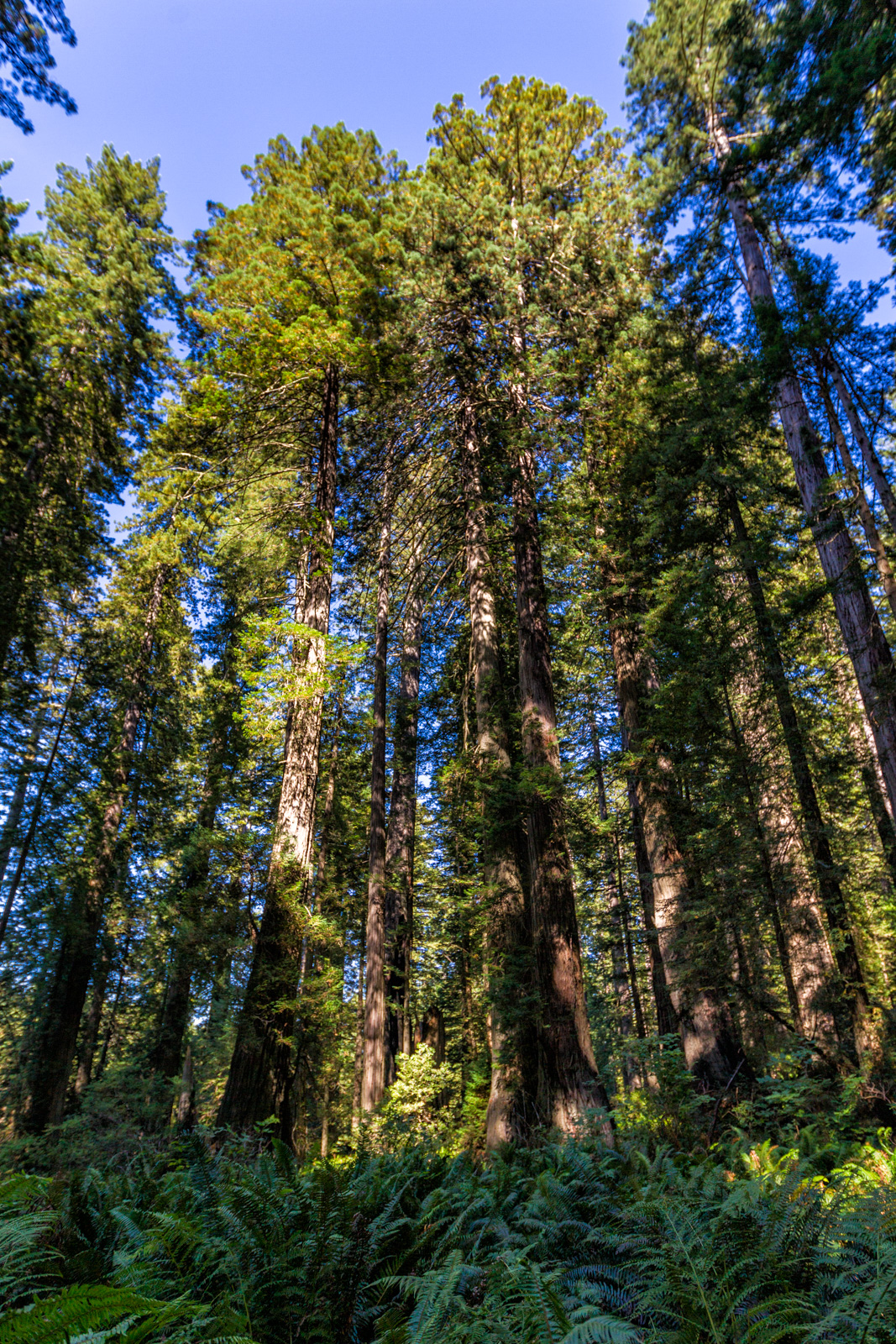 Prairie Creek Redwoods, Oregon