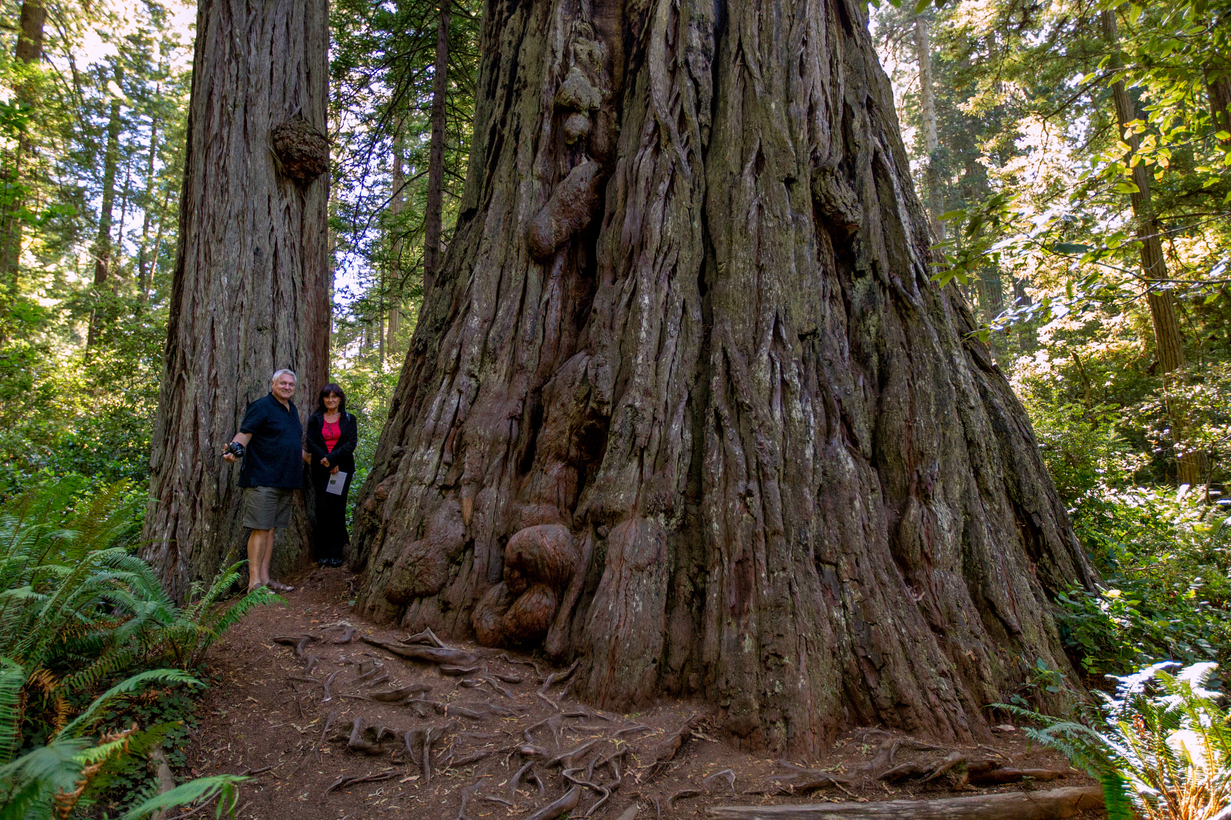 Prairie Creek Redwoods, Oregon