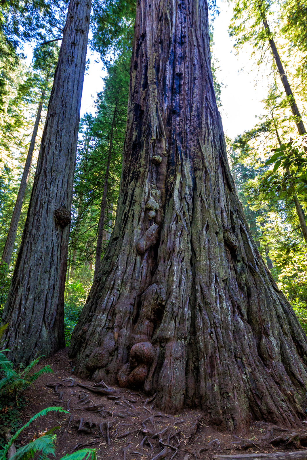 Prairie Creek Redwoods, Oregon