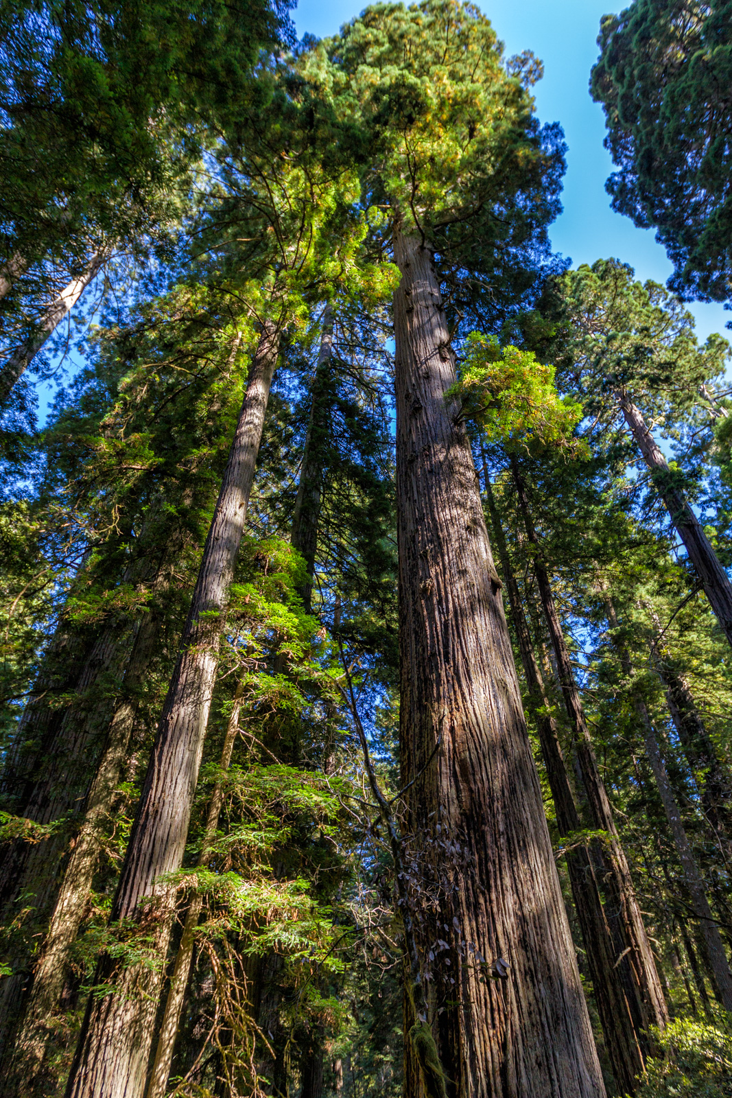 Prairie Creek Redwoods, Oregon