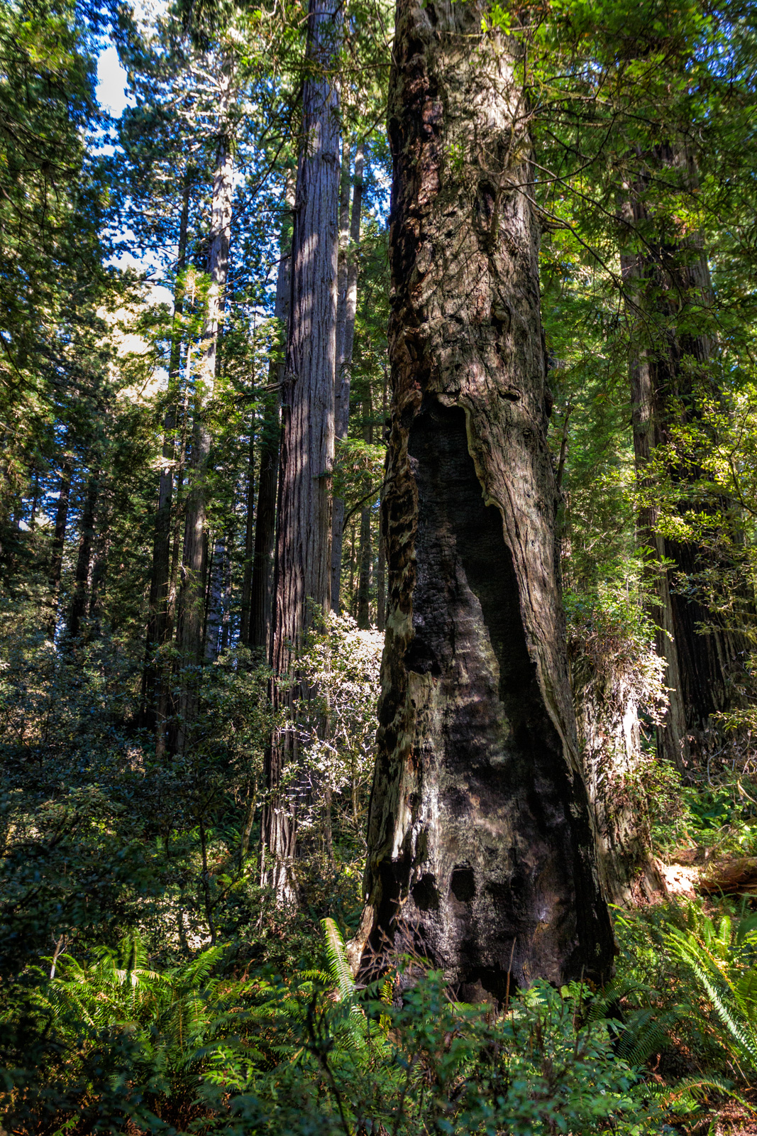 Prairie Creek Redwoods, Oregon