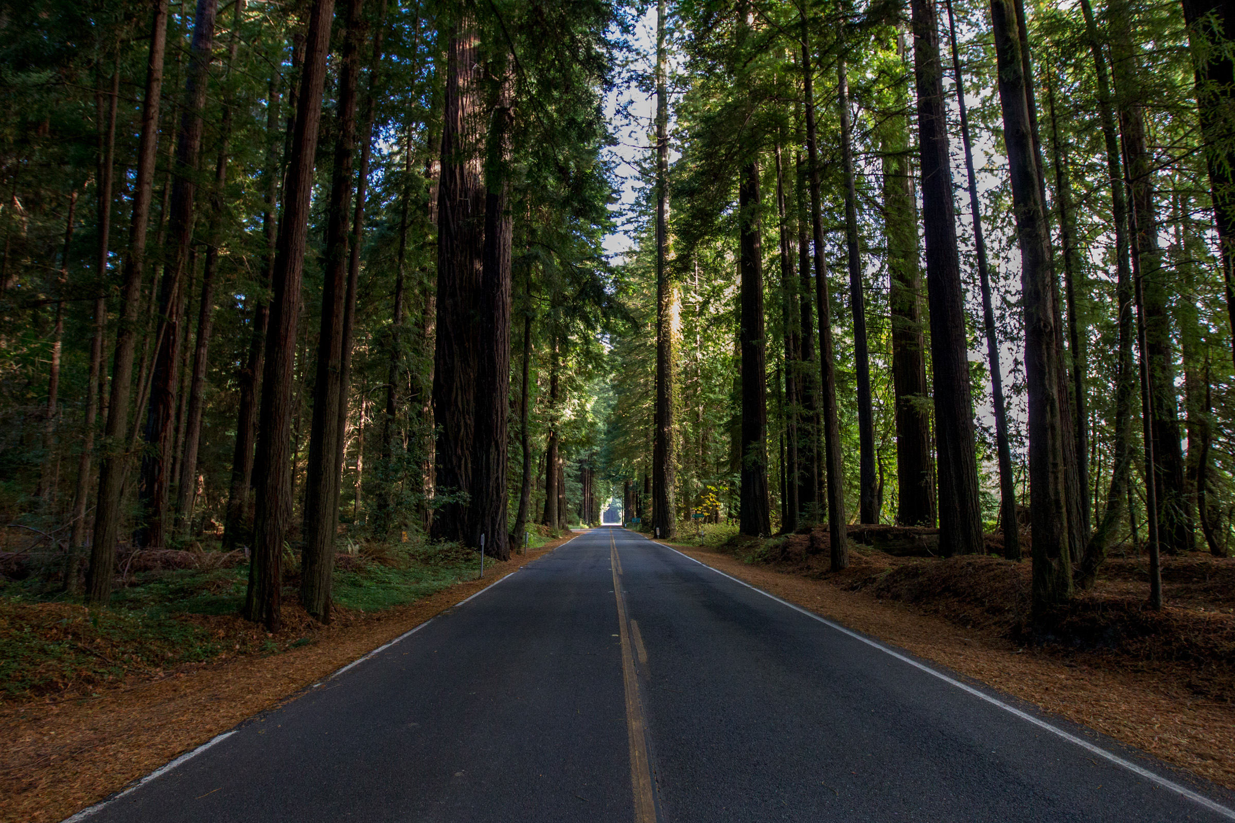 Redwood National Park, California