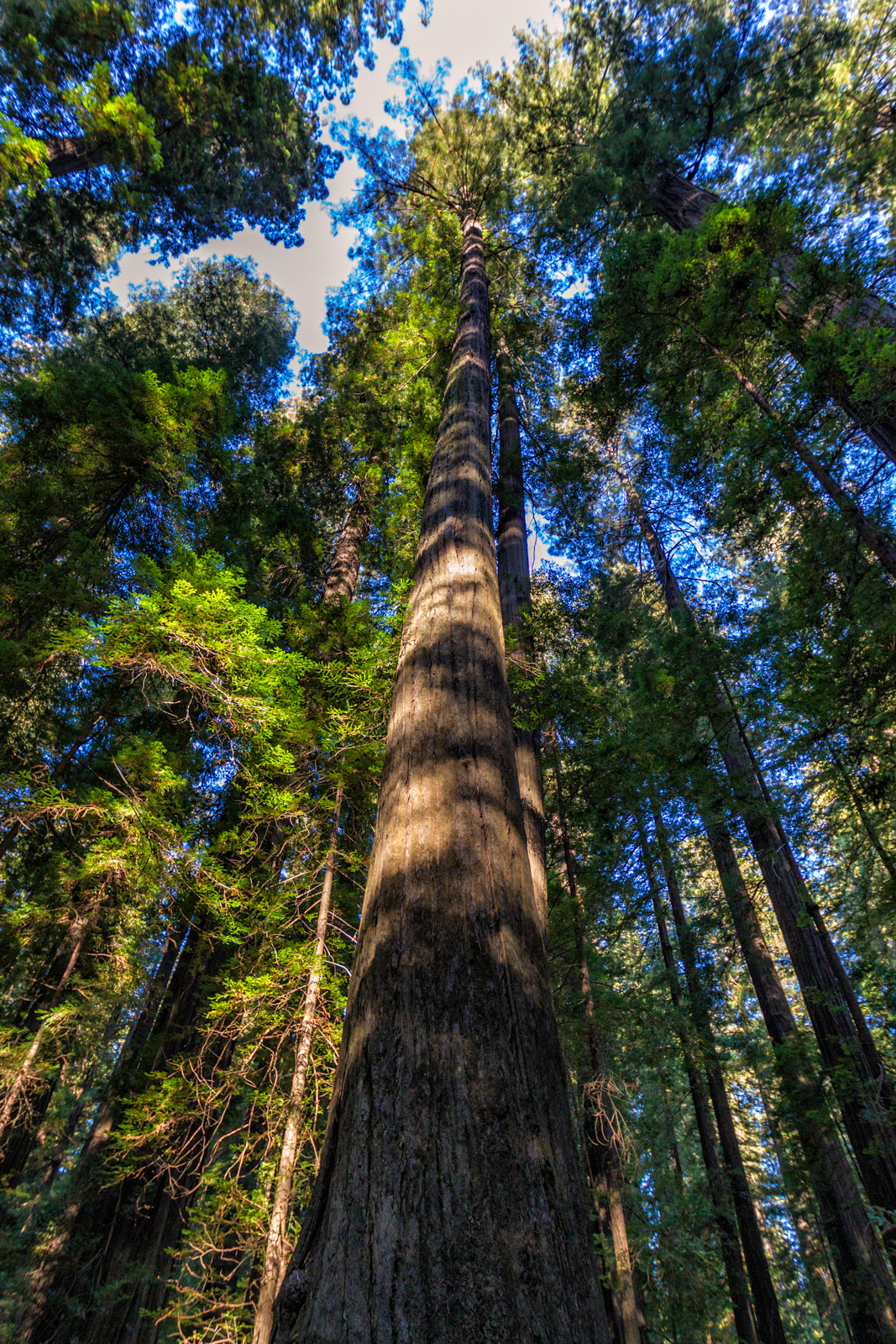 Redwood National Park, California