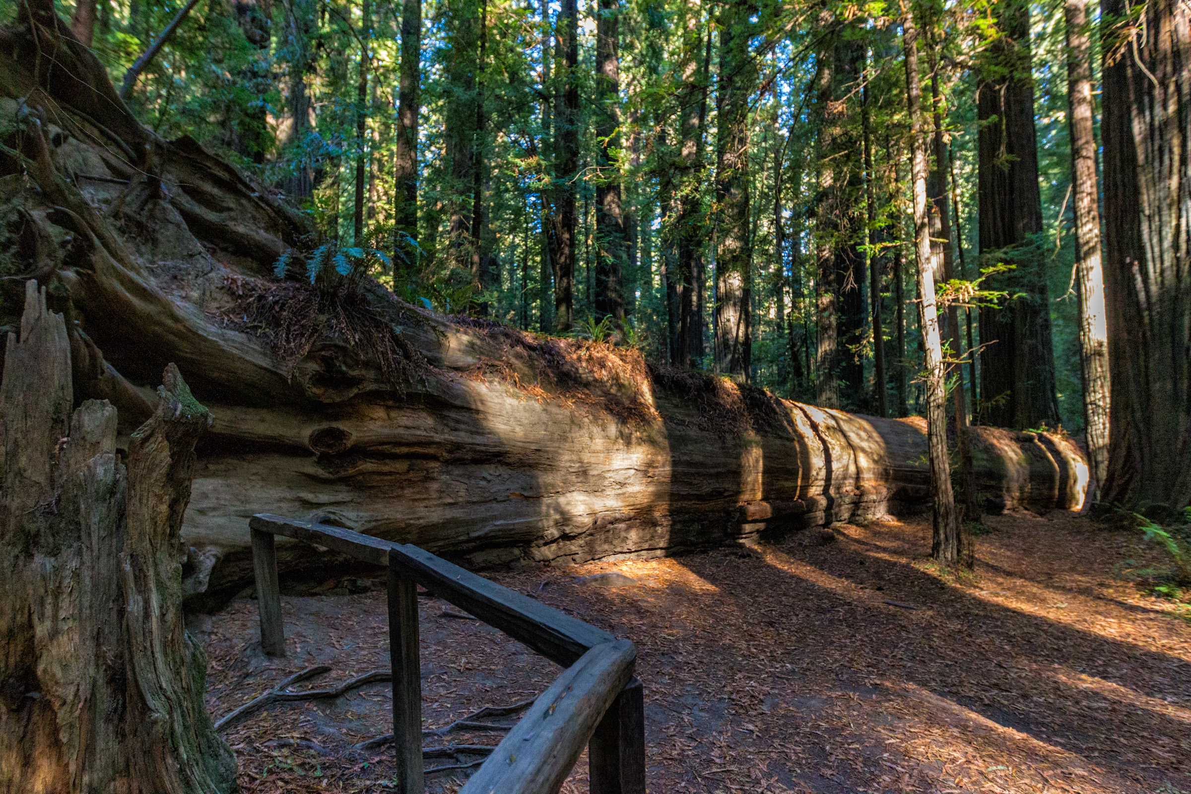 Redwood National Park, California