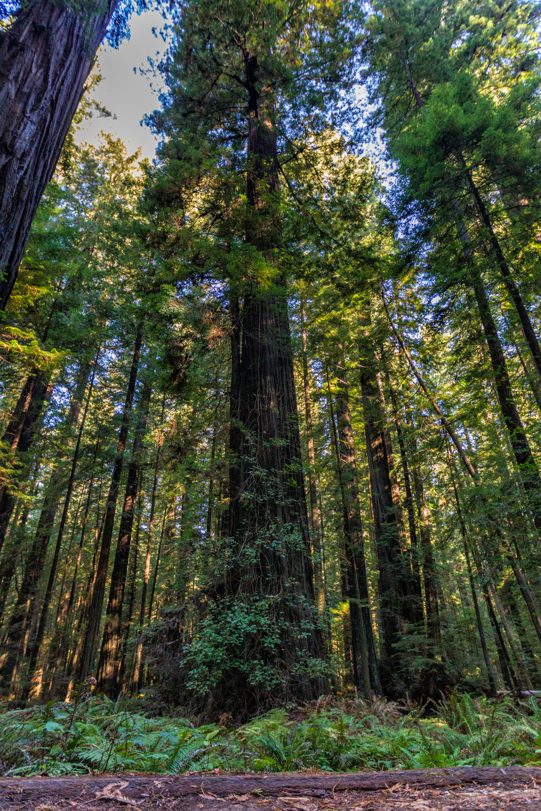 Redwood National Park, California